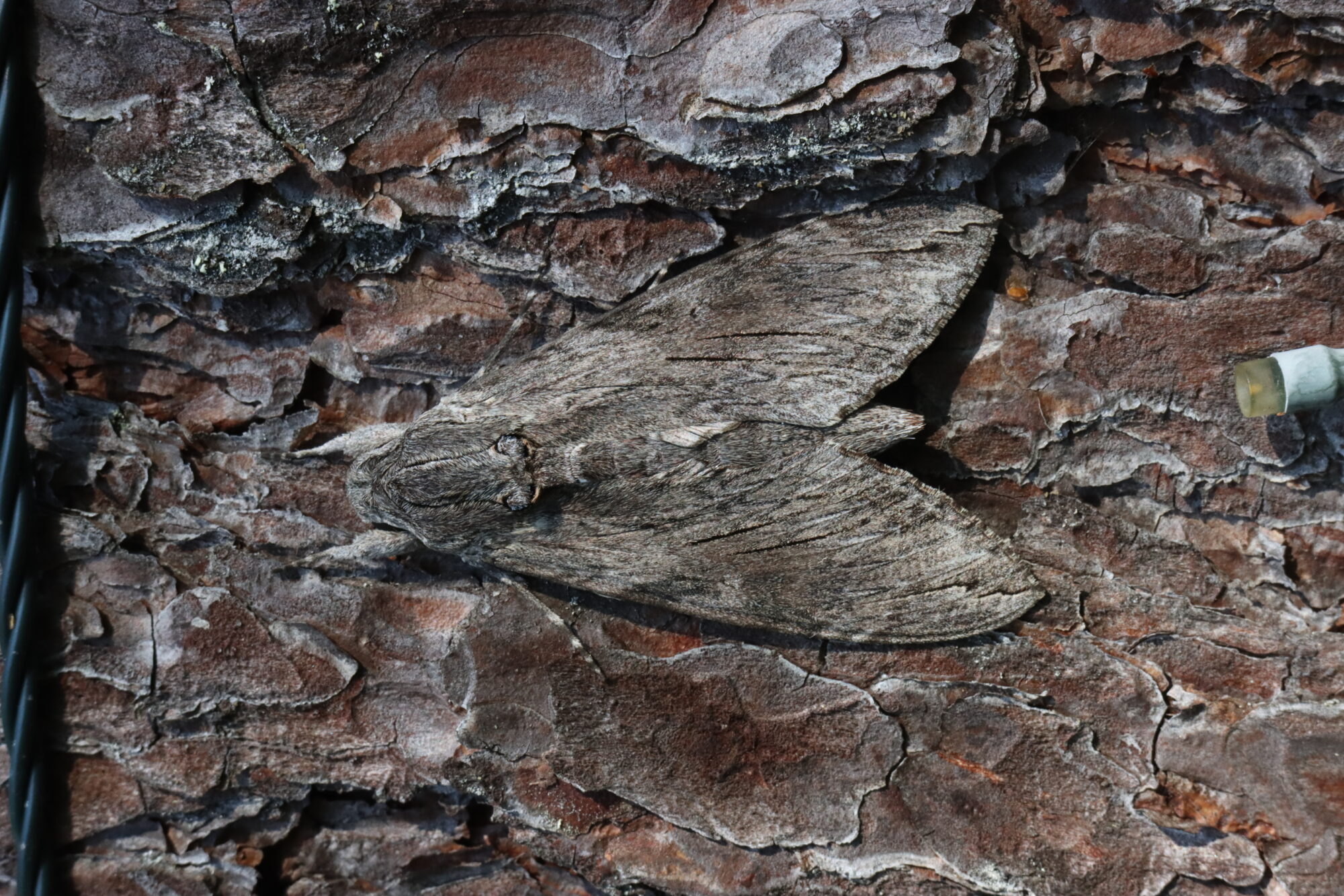 Valokuvaaja: Hannu Rasiranta