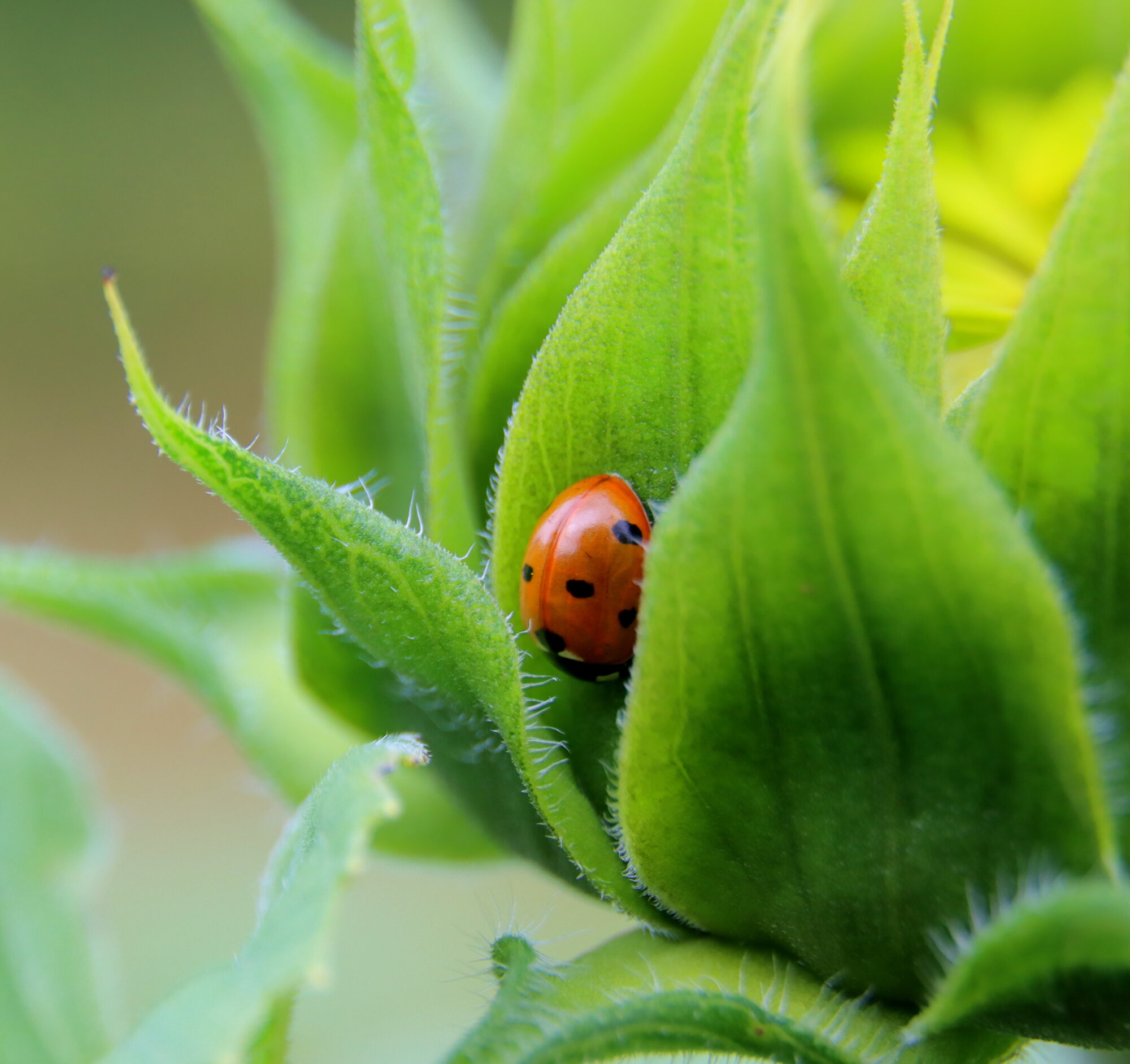 Valokuvaaja: Irja Lehtinen