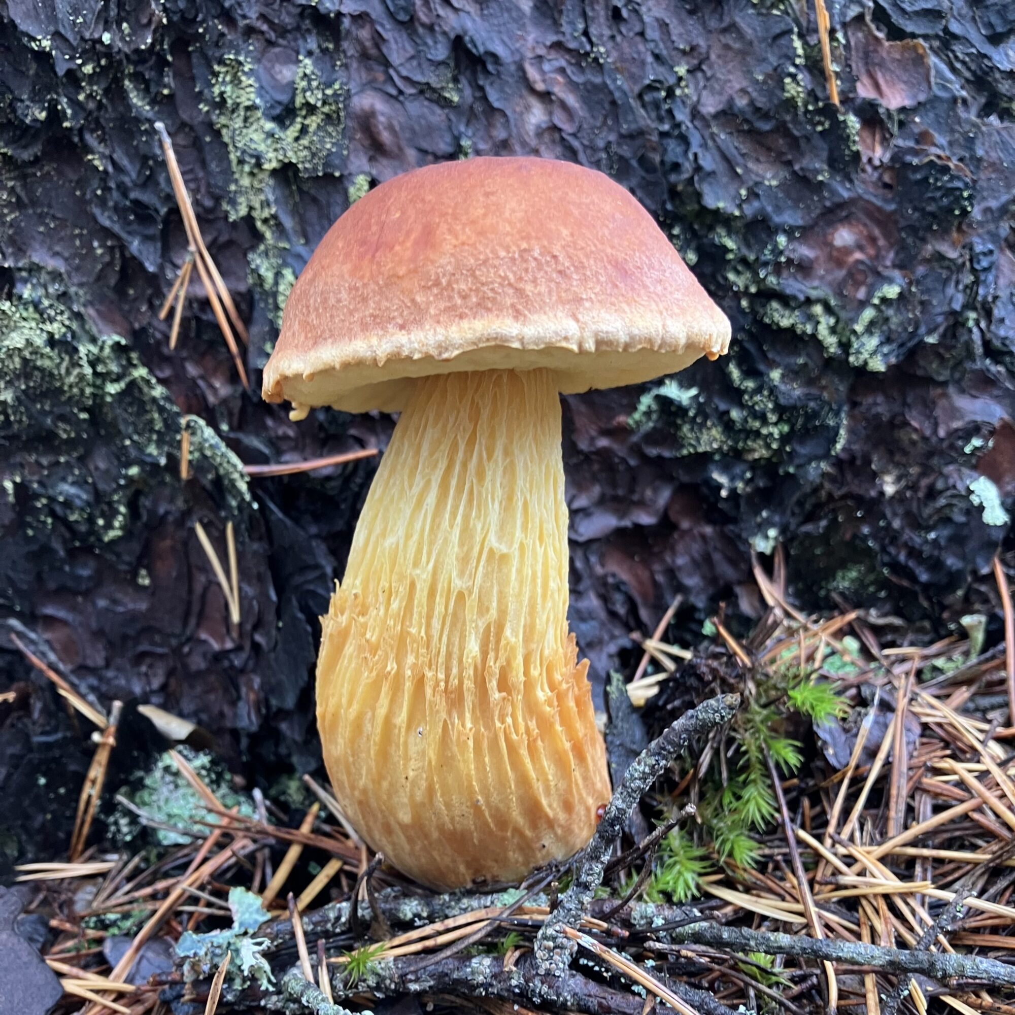 Valokuvaaja: Hannu Tuominen