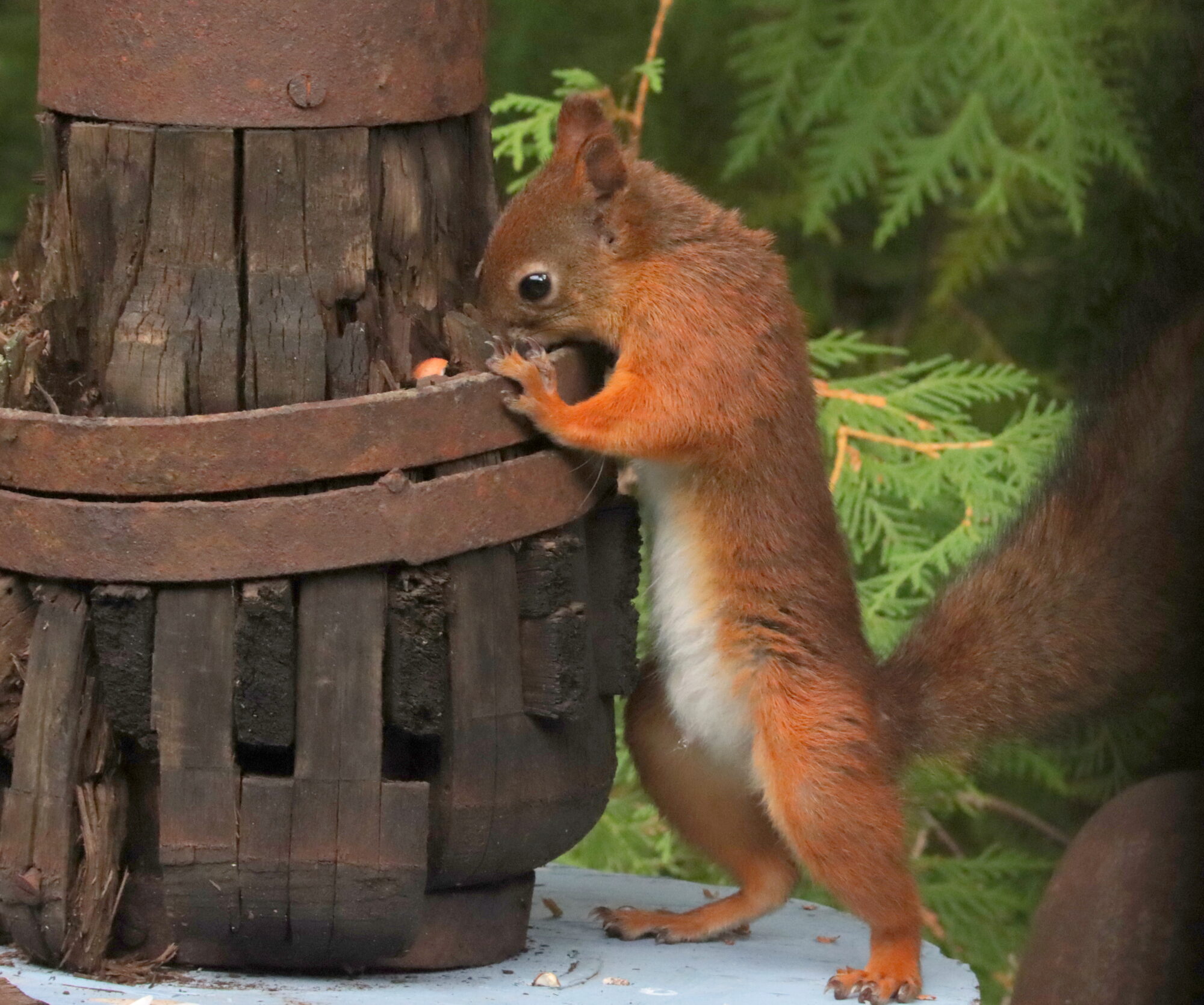 Valokuvaaja: Irja Lehtinen