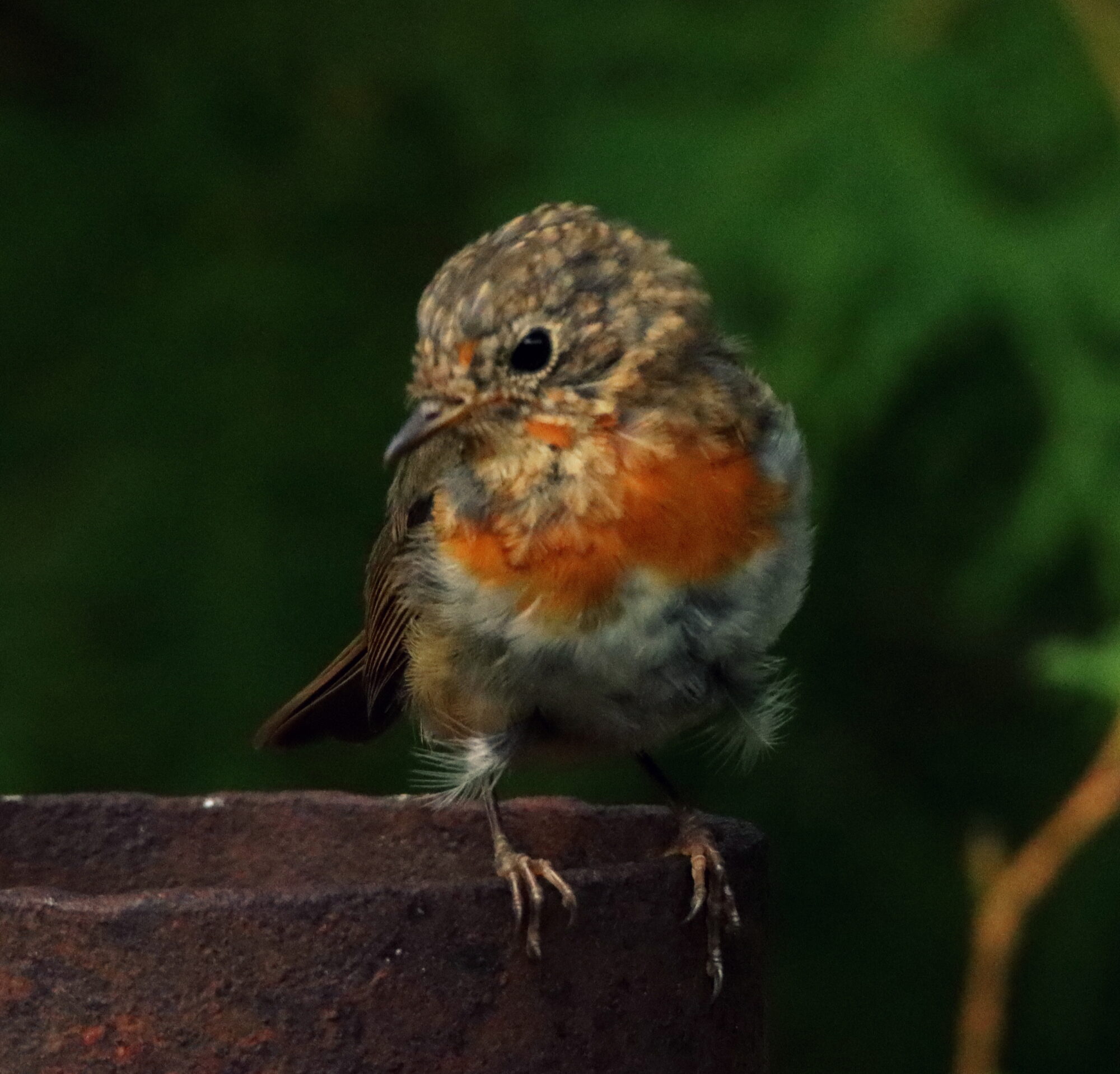 Valokuvaaja: Irja Lehtinen