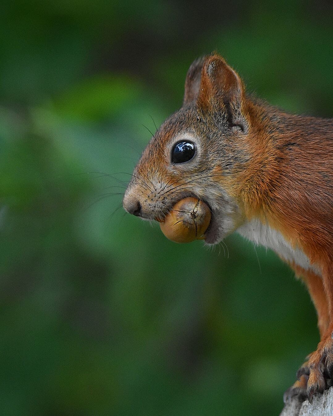 Valokuvaaja: @eraopa_s_wildlife_photography /Olli Inkinen