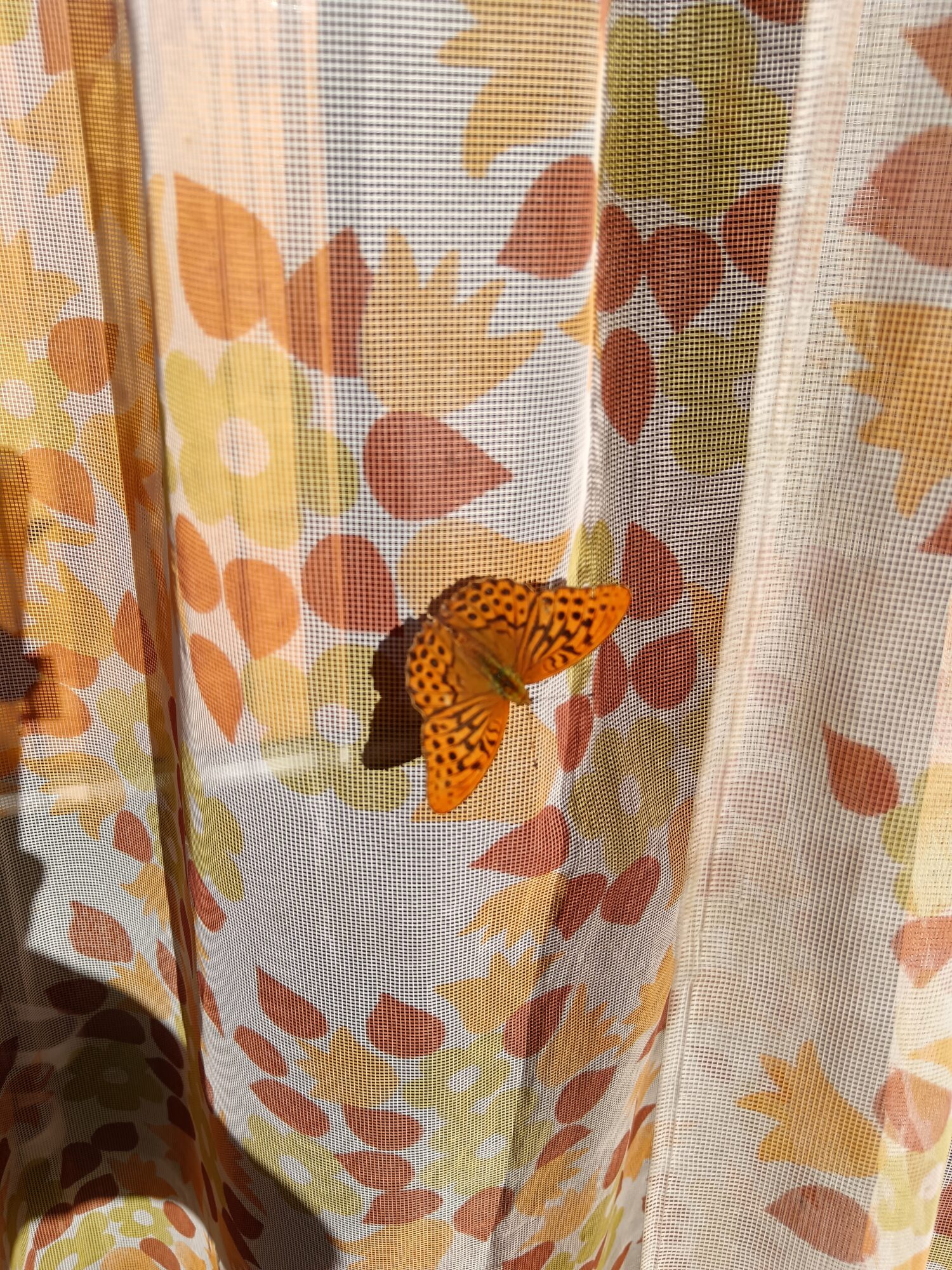 Valokuvaaja: Kaija Tiilikainen