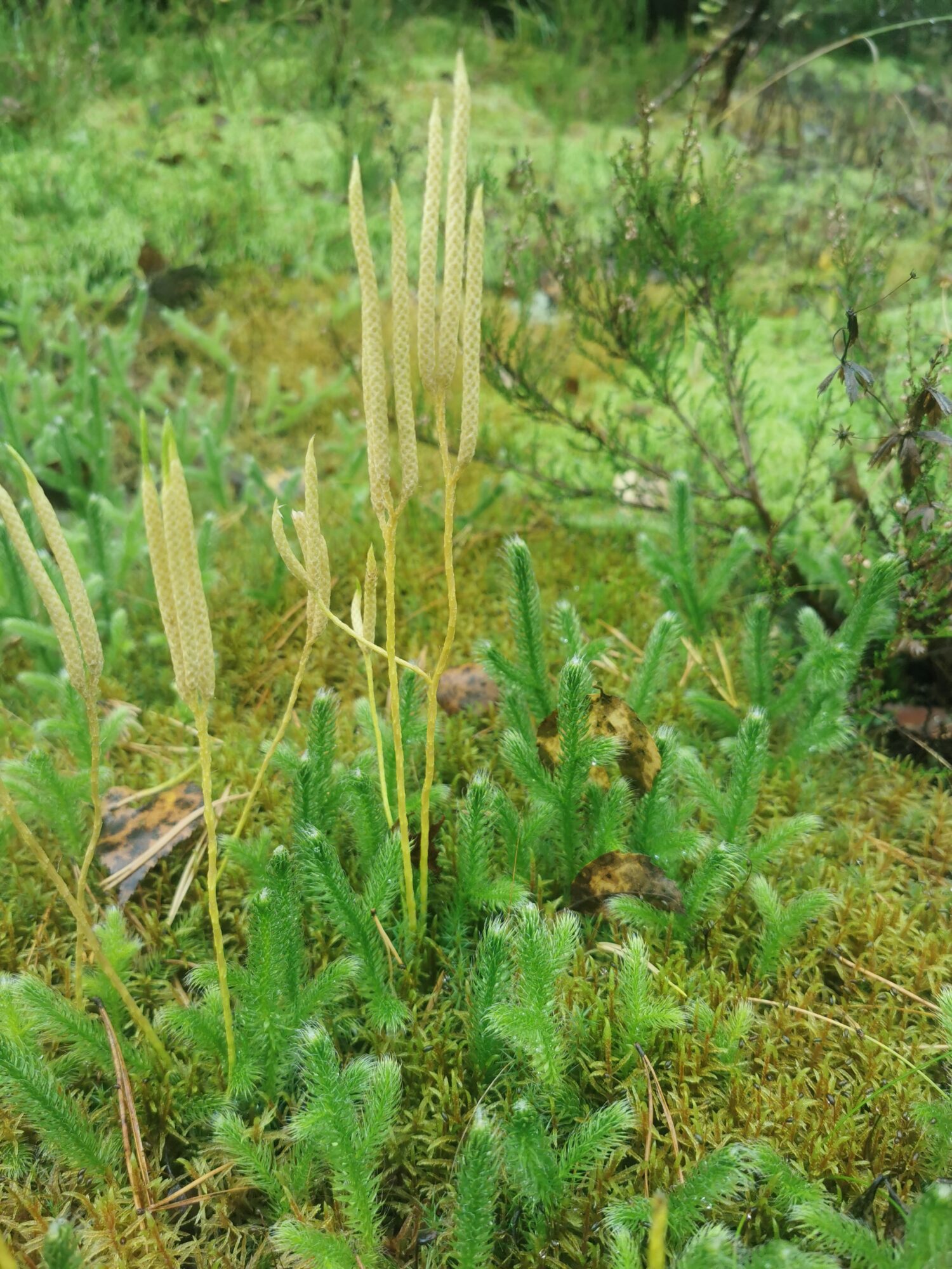 Valokuvaaja: Satu Kuningas