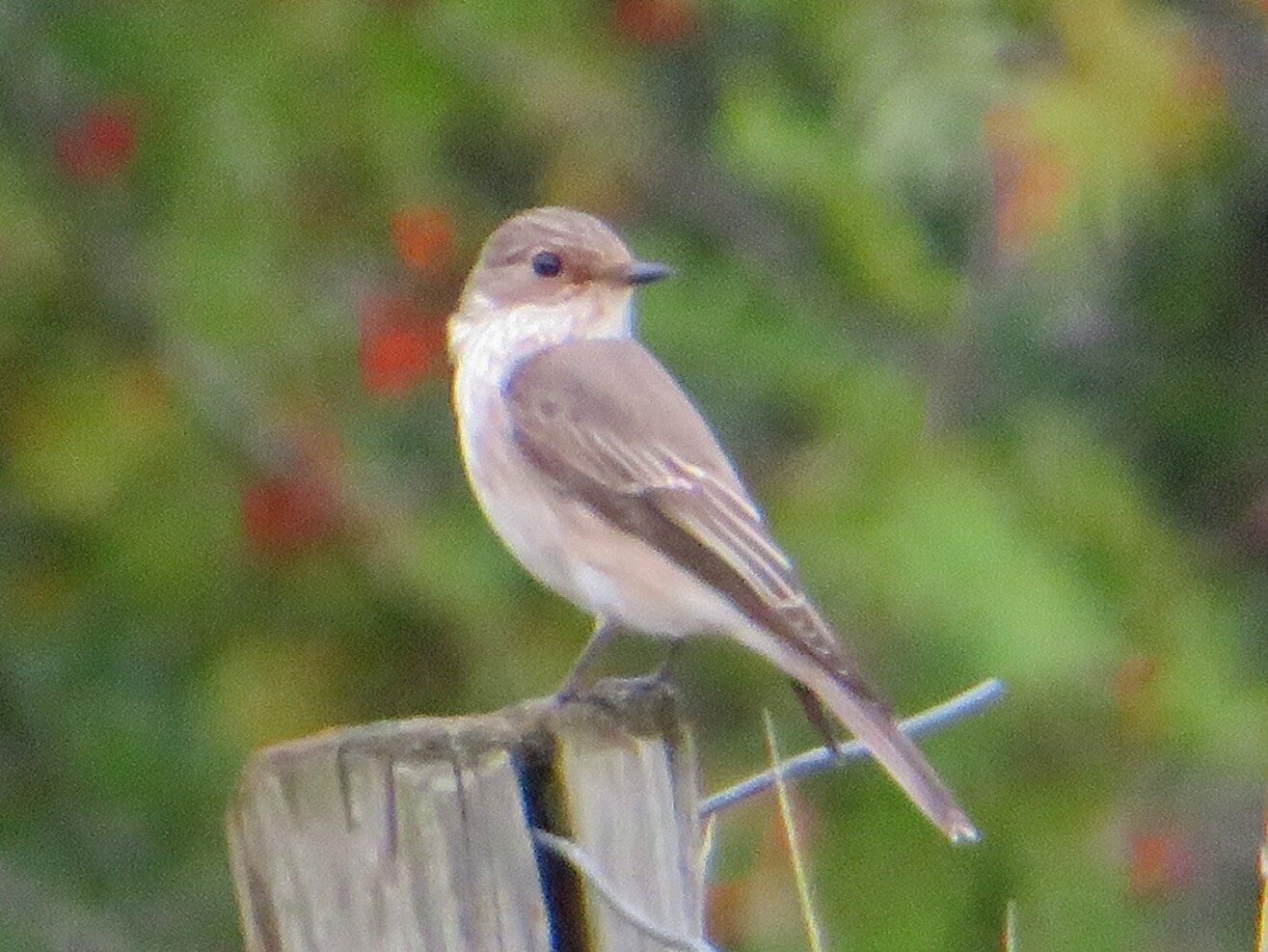 Valokuvaaja: Risto Kangassalo