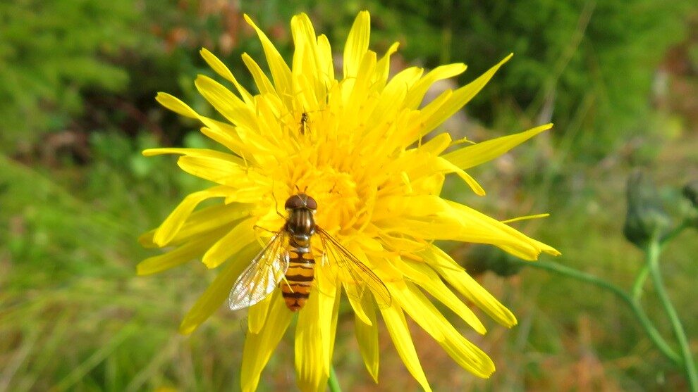 Valokuvaaja: Risto Kangassalo Valokuvaaja: Risto Kangassalo