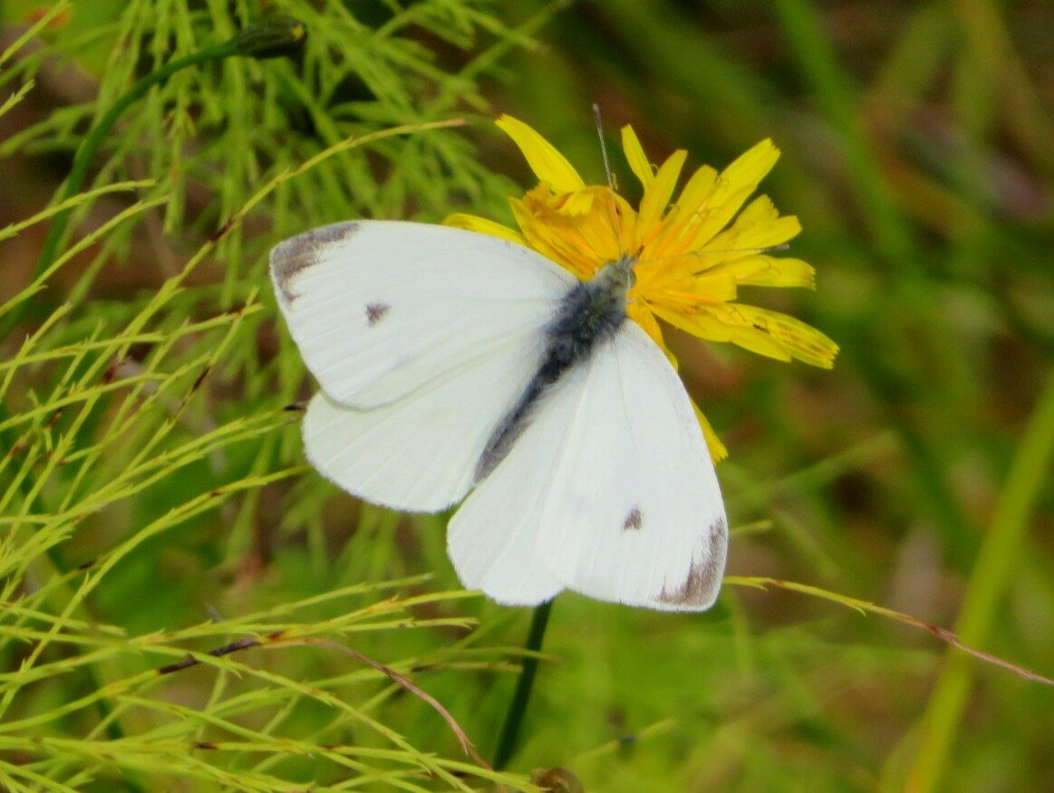 Valokuvaaja: Risto Kangassalo
