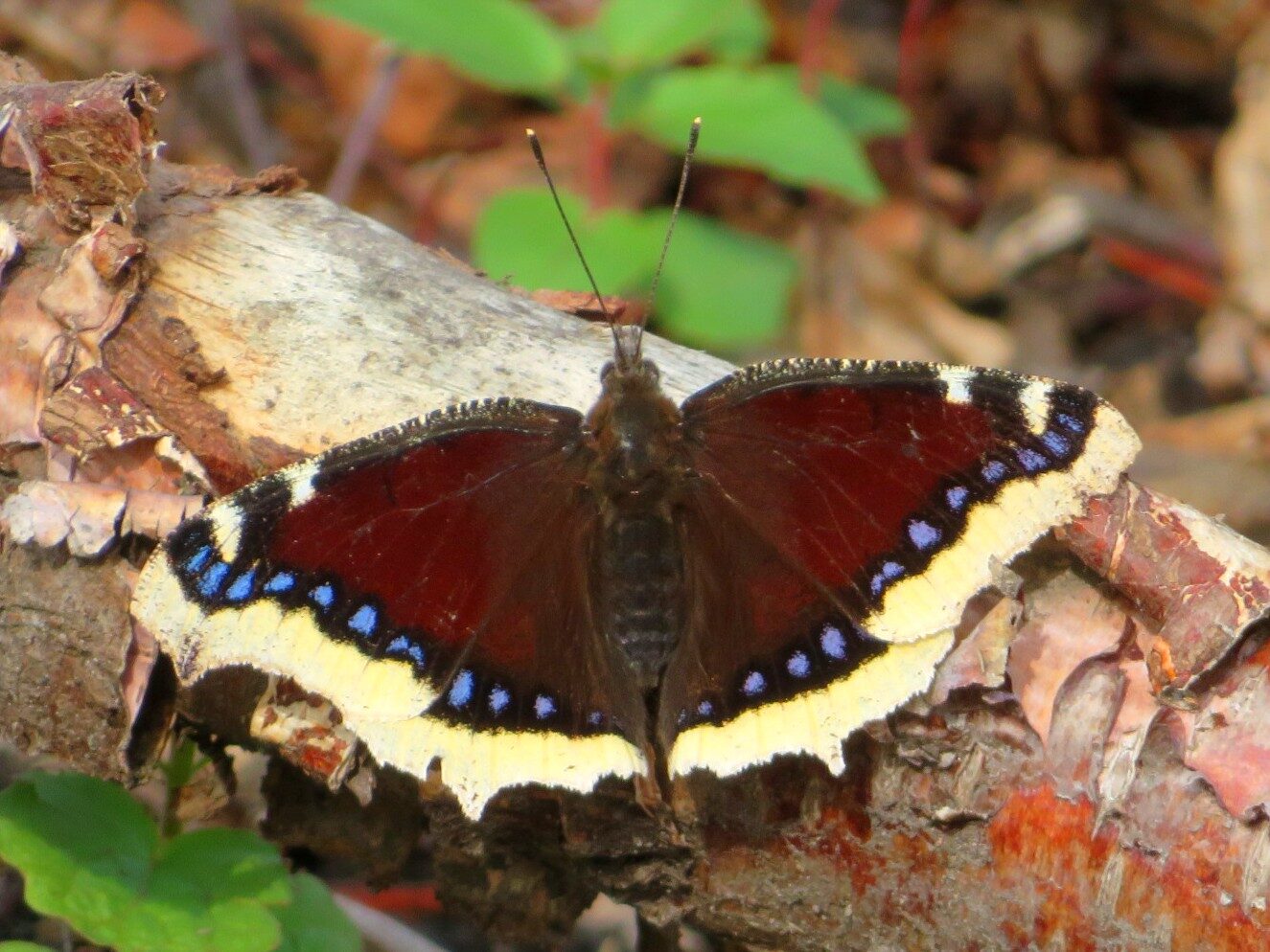 Valokuvaaja: Risto Kangassalo