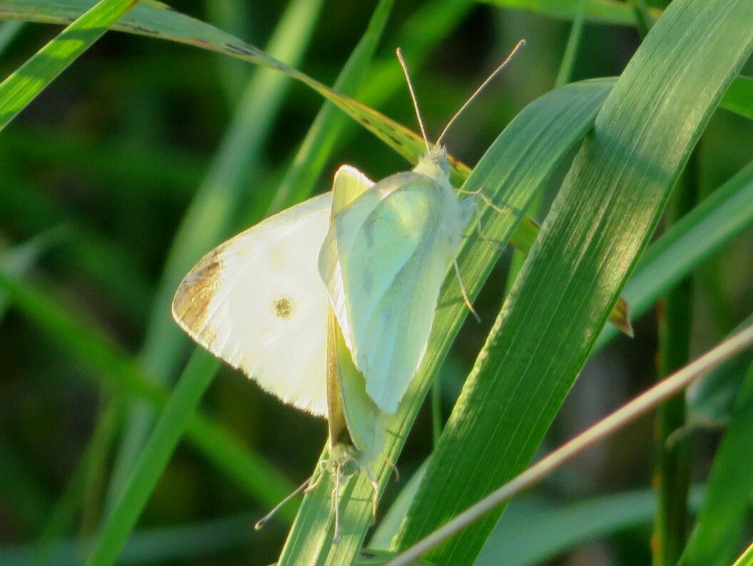 Valokuvaaja: Risto Kangassalo