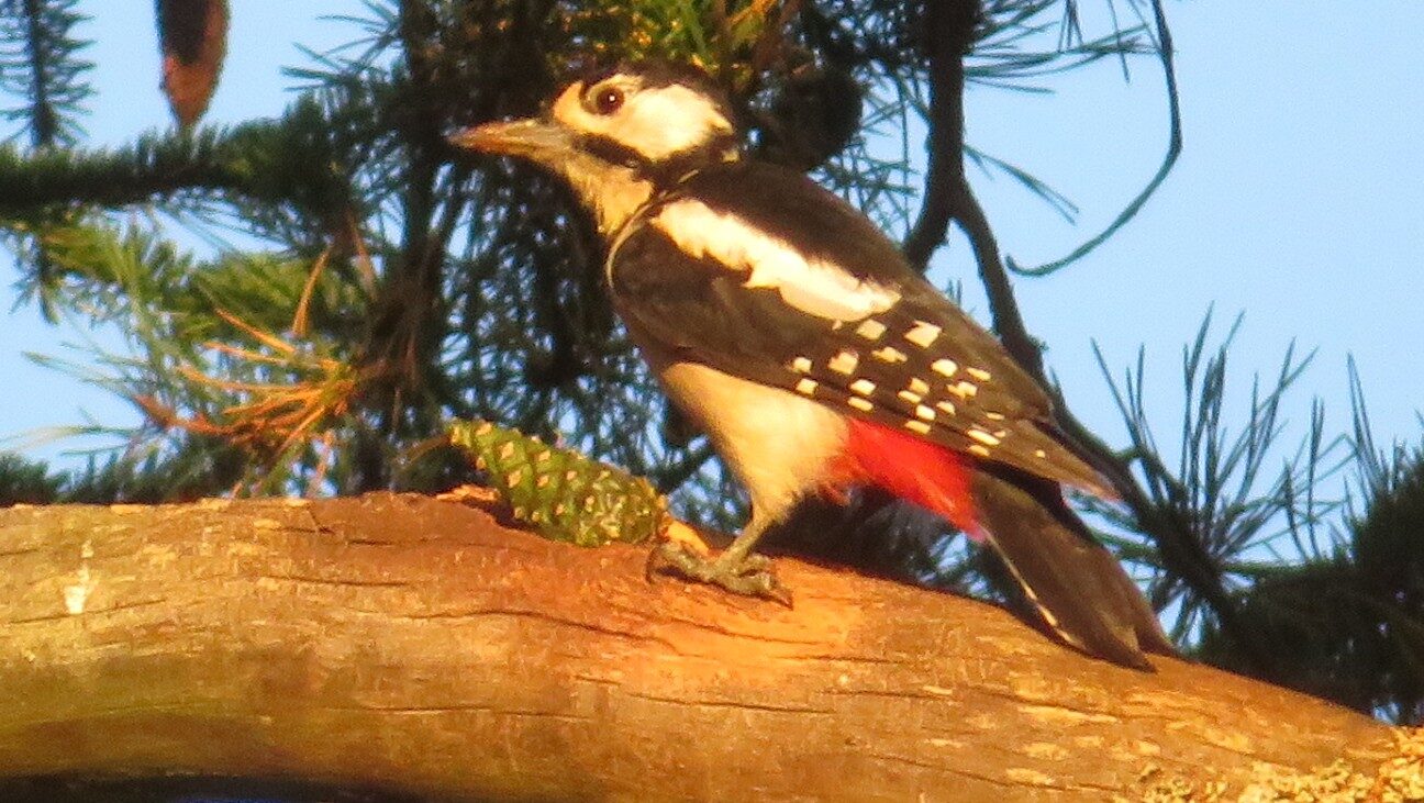 Valokuvaaja: Risto Kangassalo Valokuvaaja: Risto Kangassalo