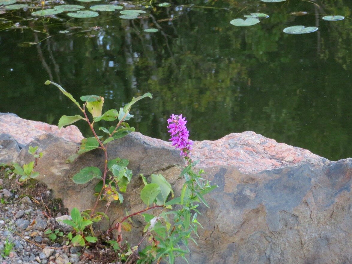 Valokuvaaja: Risto Kangassalo