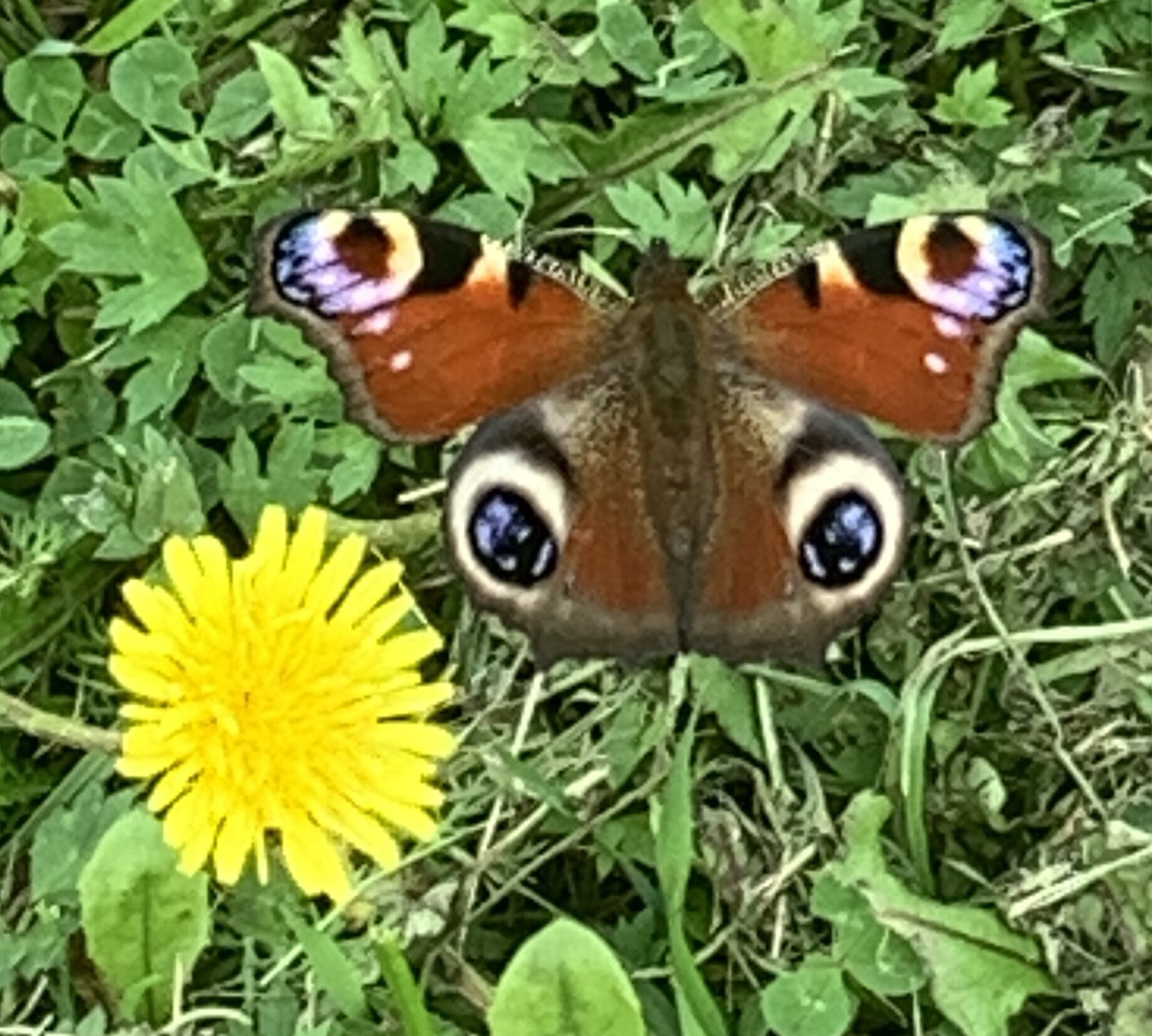 Valokuvaaja: Eeva-Liisa Vuonnala