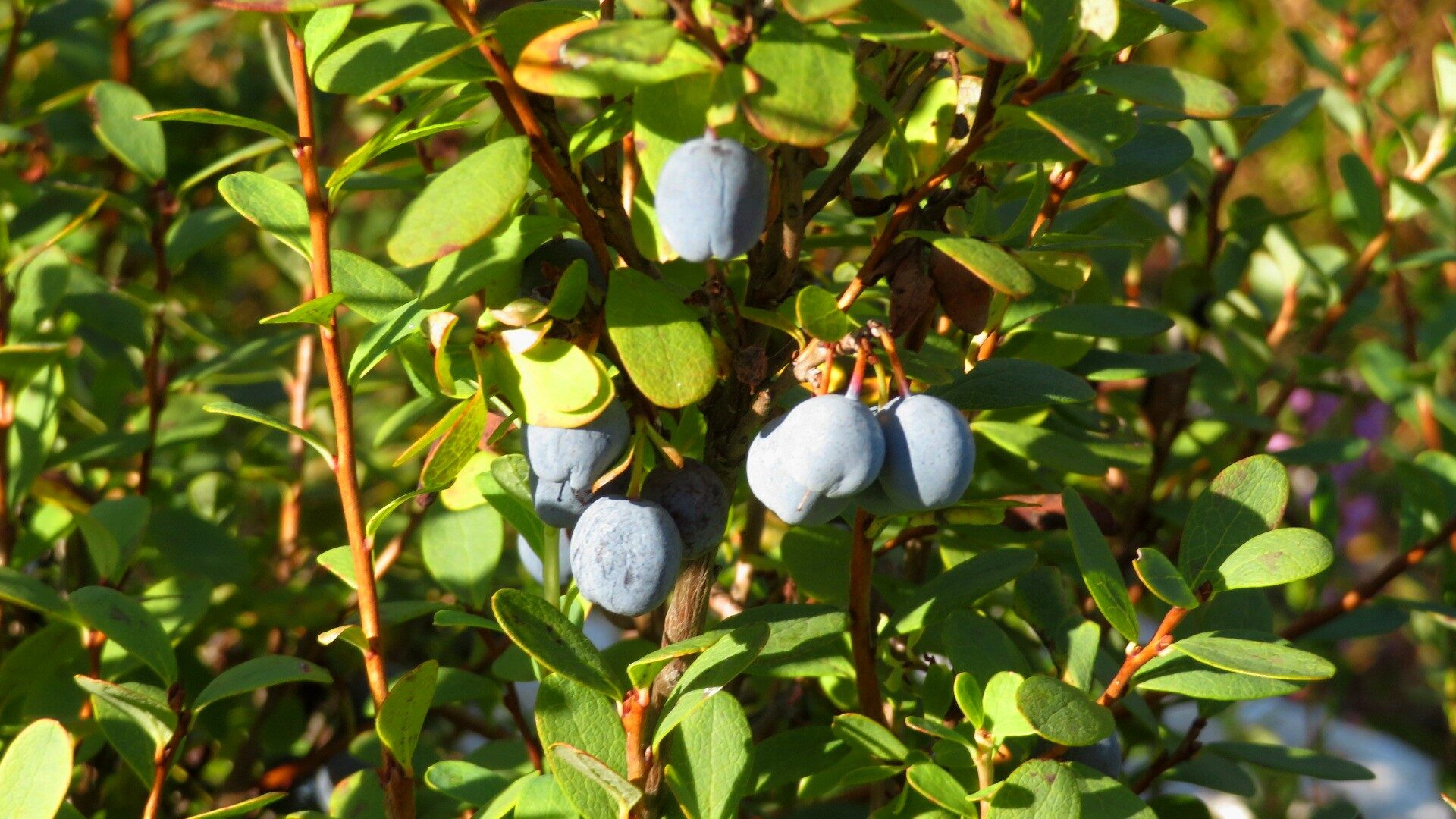 Valokuvaaja: Risto Kangassalo Valokuvaaja: Risto Kangassalo