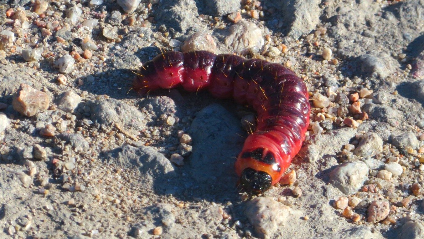 Valokuvaaja: Risto Kangassalo