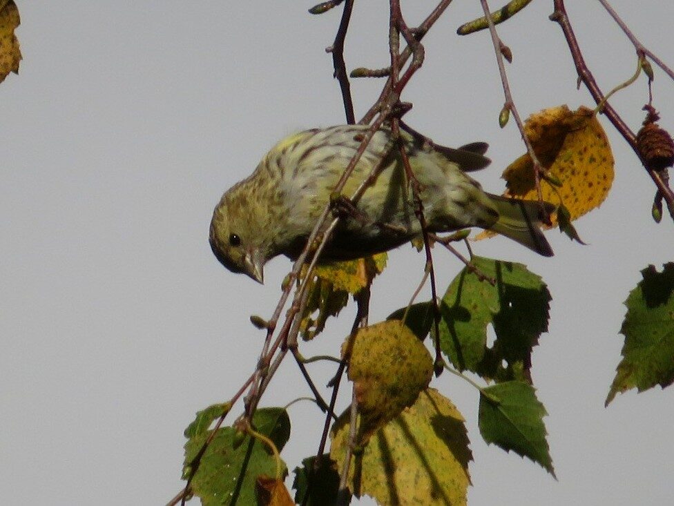 Valokuvaaja: Risto Kangassalo