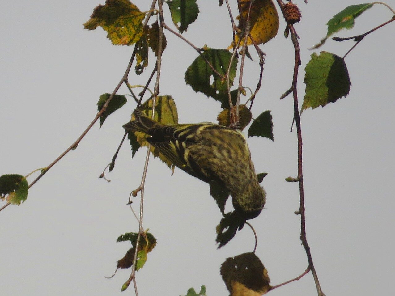 Valokuvaaja: Risto Kangassalo