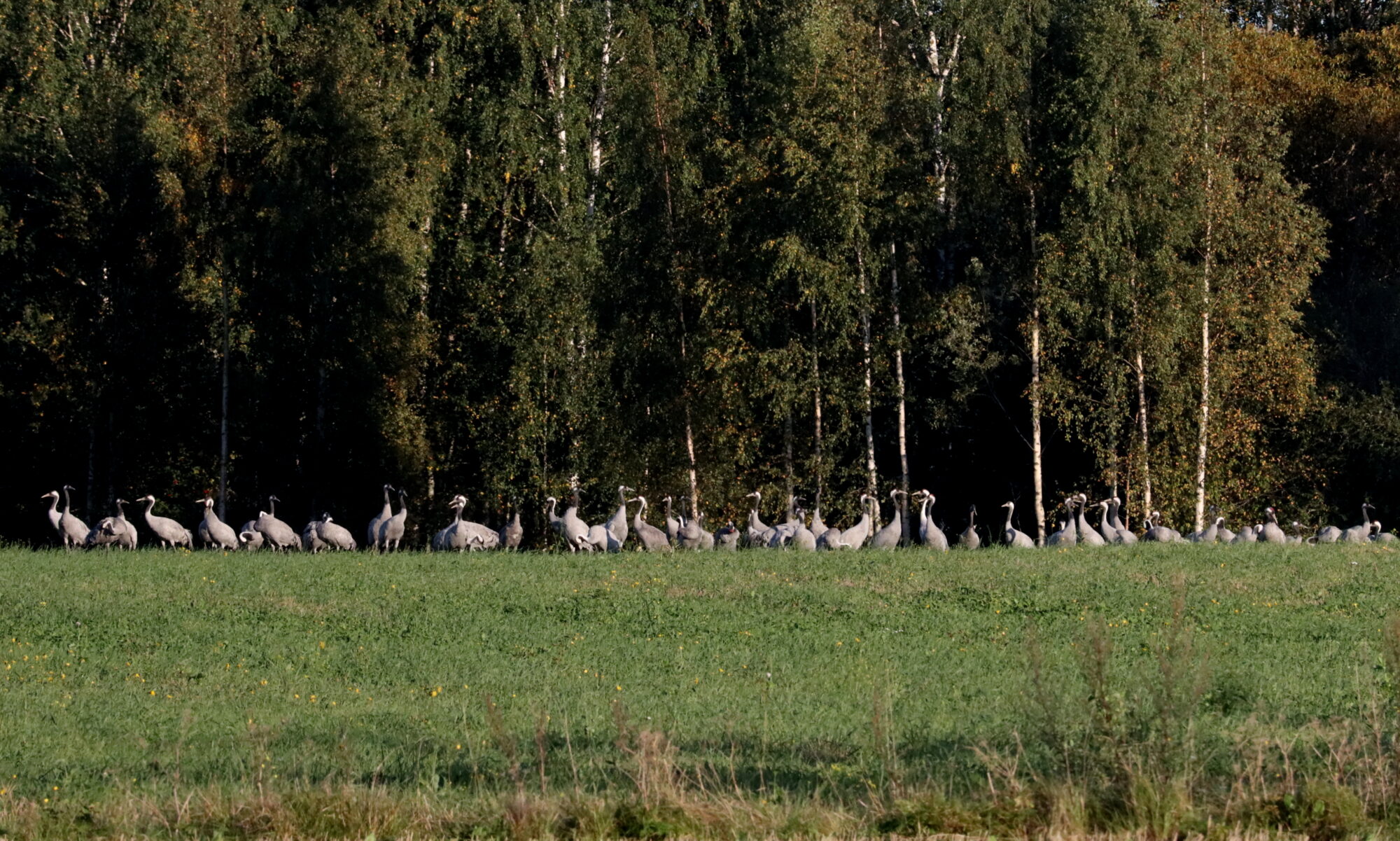 Valokuvaaja: Irja Lehtinen Valokuvaaja: Irja Lehtinen