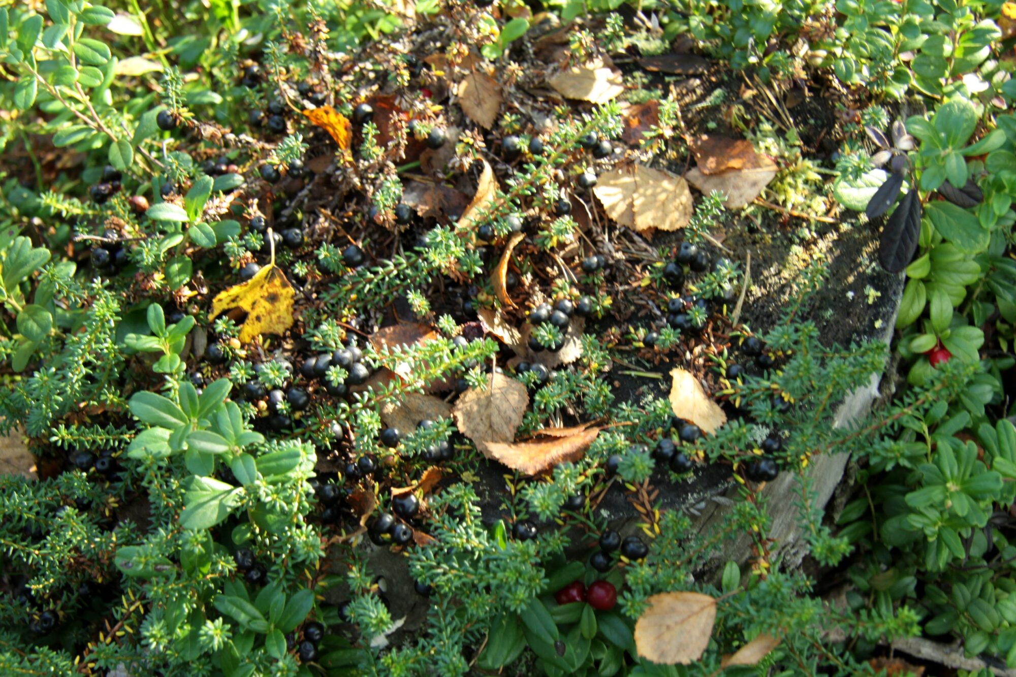 Valokuvaaja: Pirkko Siukonen