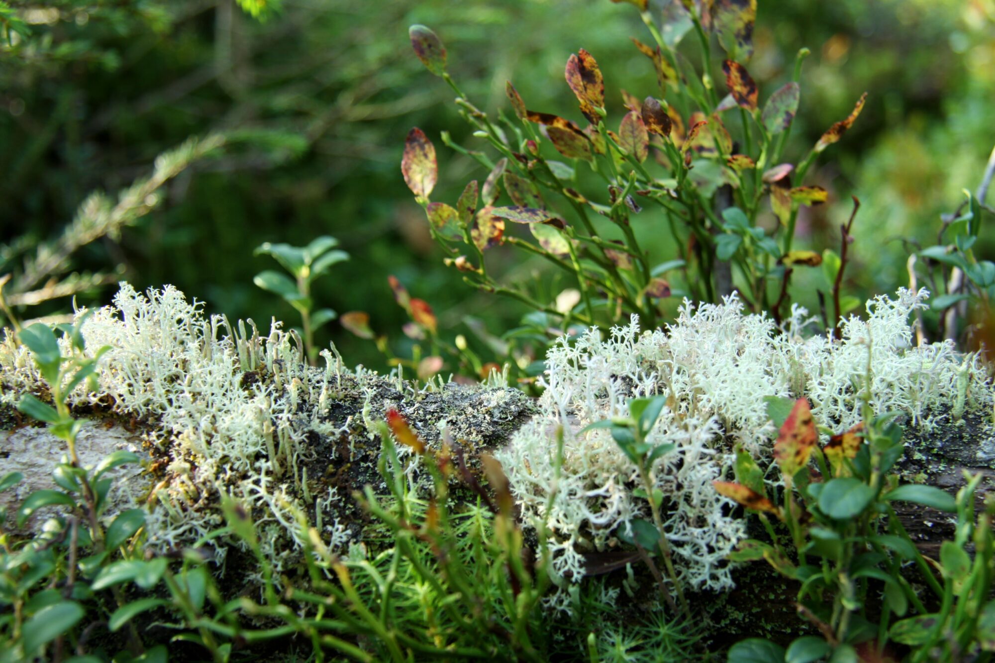 Valokuvaaja: Pirkko Siukonen