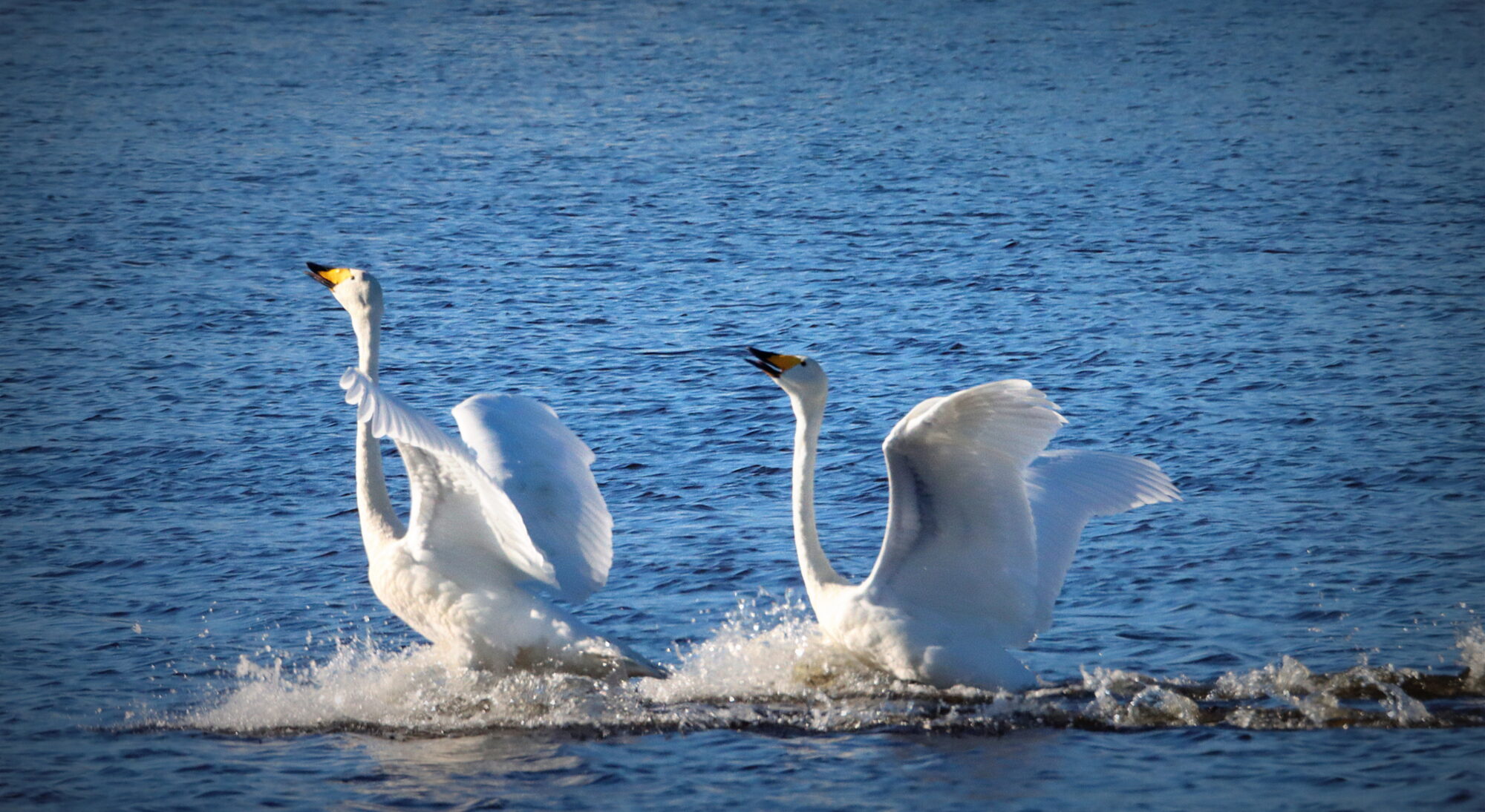 Valokuvaaja: Irja Lehtinen