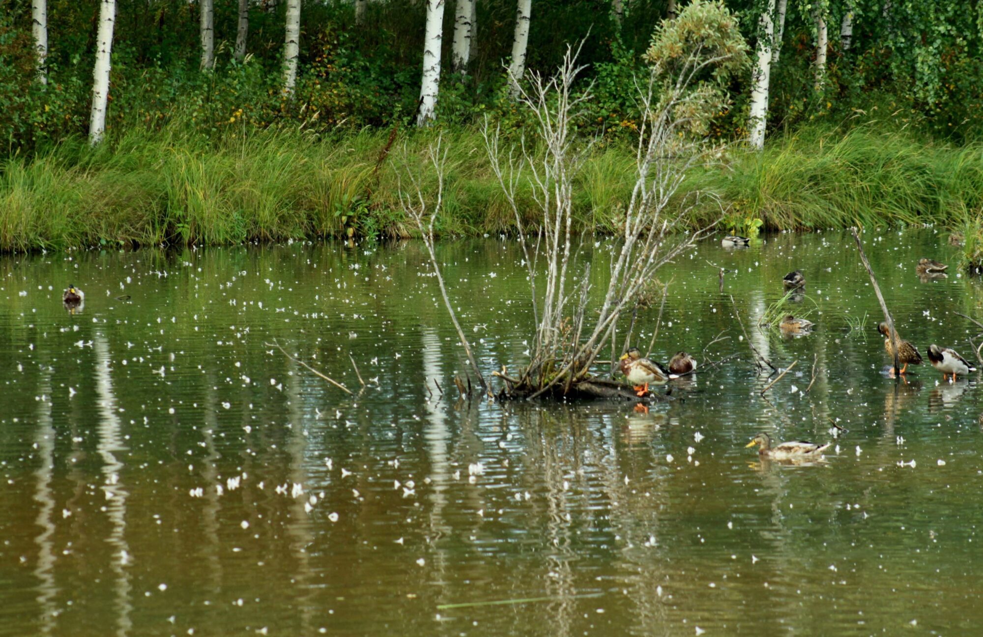 Valokuvaaja: Pirkko Siukonen
