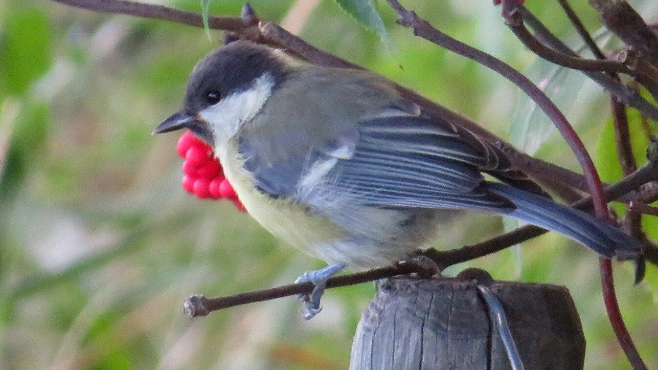 Valokuvaaja: Risto Kangassalo