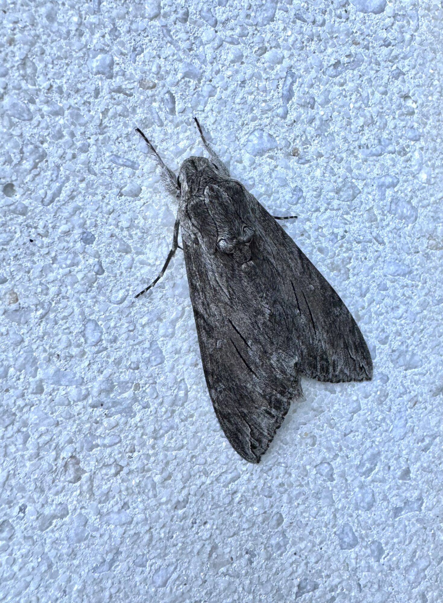 Valokuvaaja: Inari Tapio