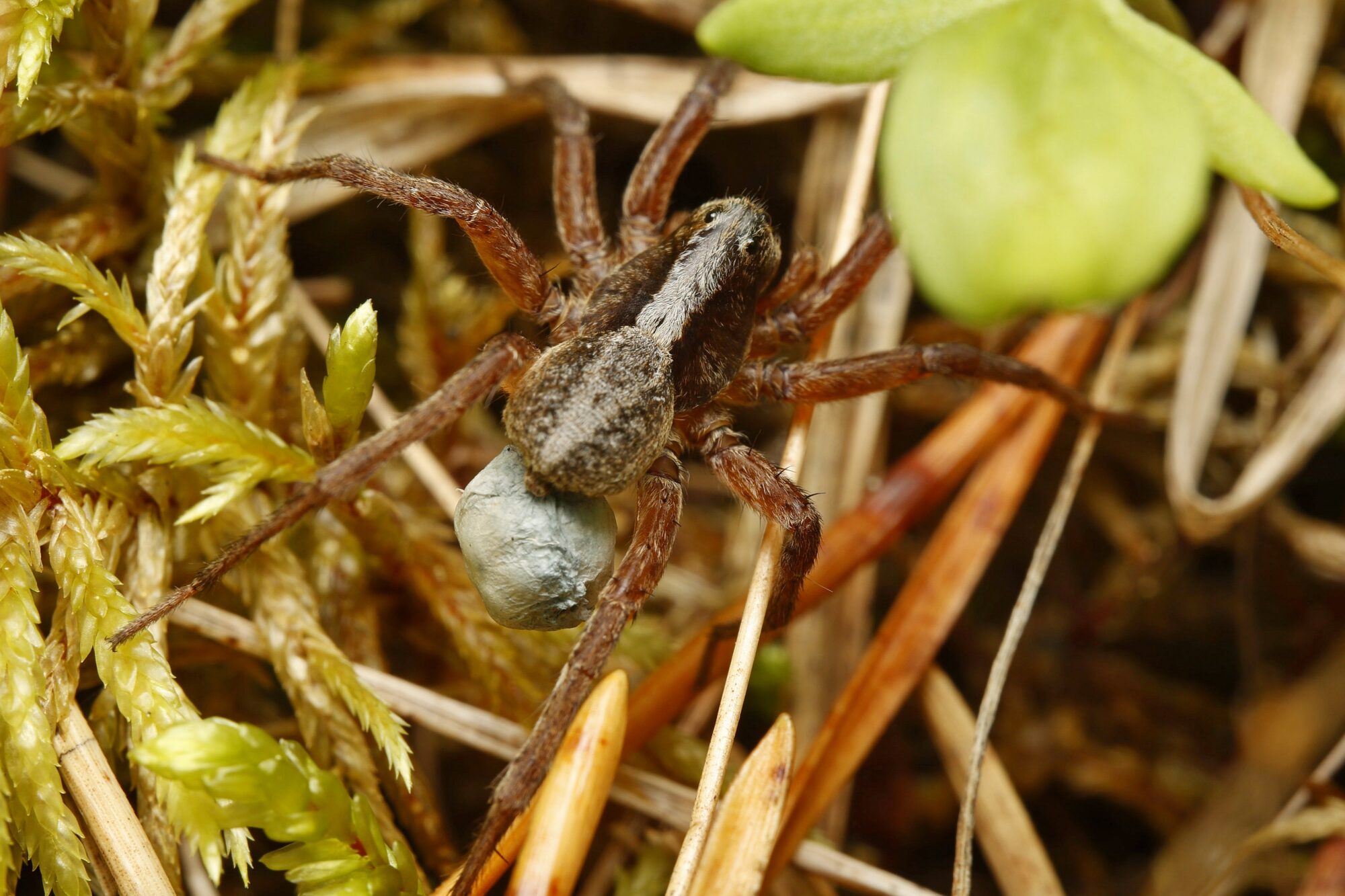 Valokuvaaja: TOMMI KUJALA