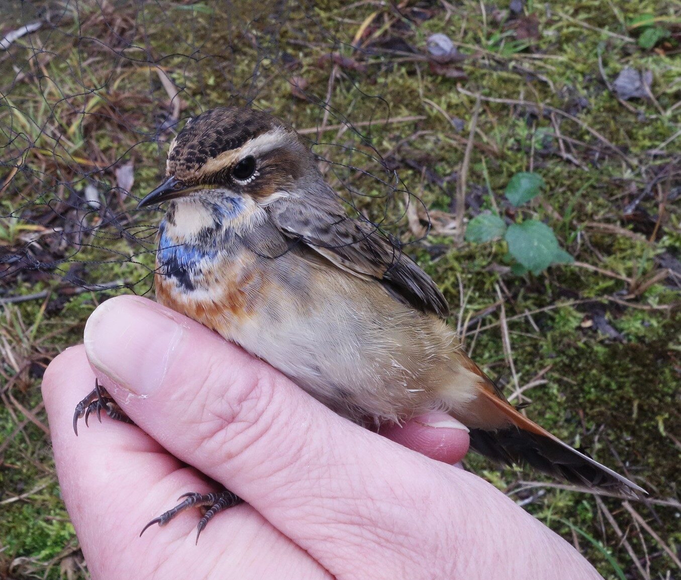 Valokuvaaja: Kaarina Heiskanen