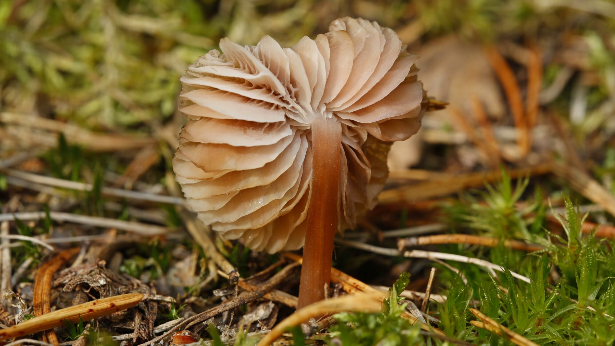 Valokuvaaja: TOMMI KUJALA