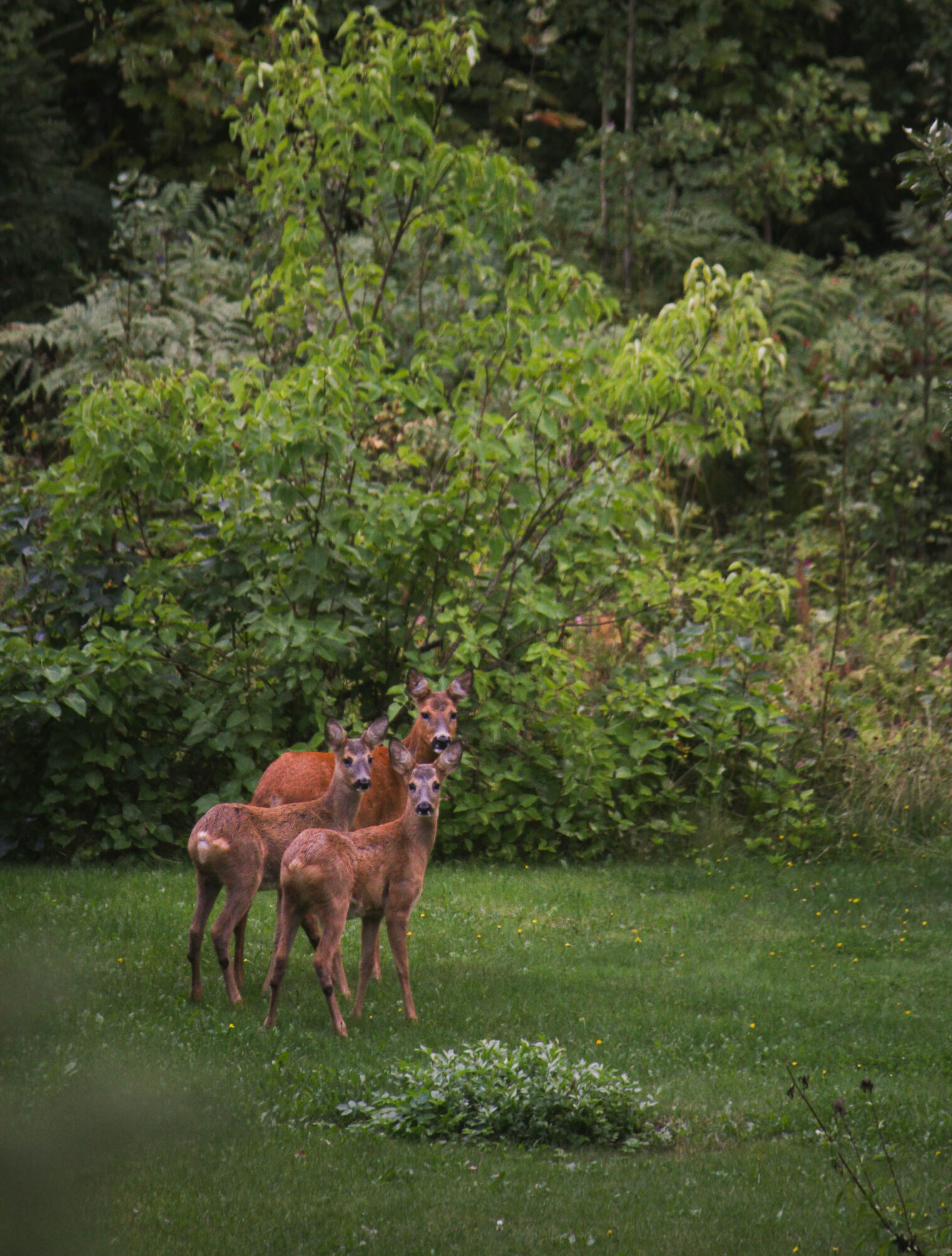 Valokuvaaja: Tiia Sainia