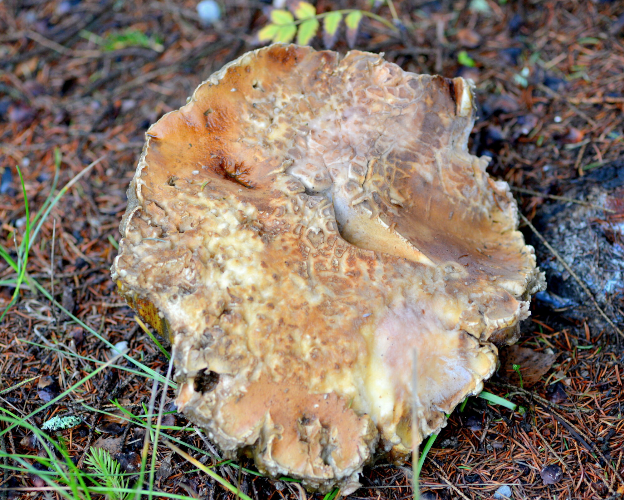 Valokuvaaja: Kaarlo Asikainen Valokuvaaja: Kaarlo Asikainen