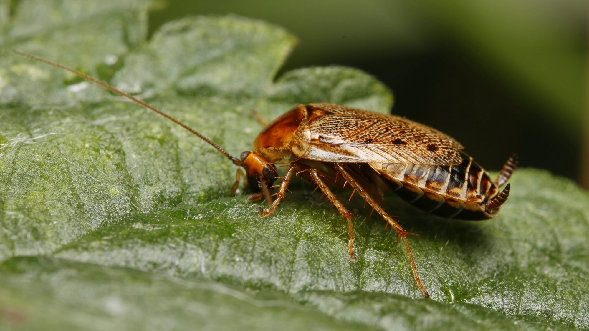 Valokuvaaja: TOMMI KUJALA