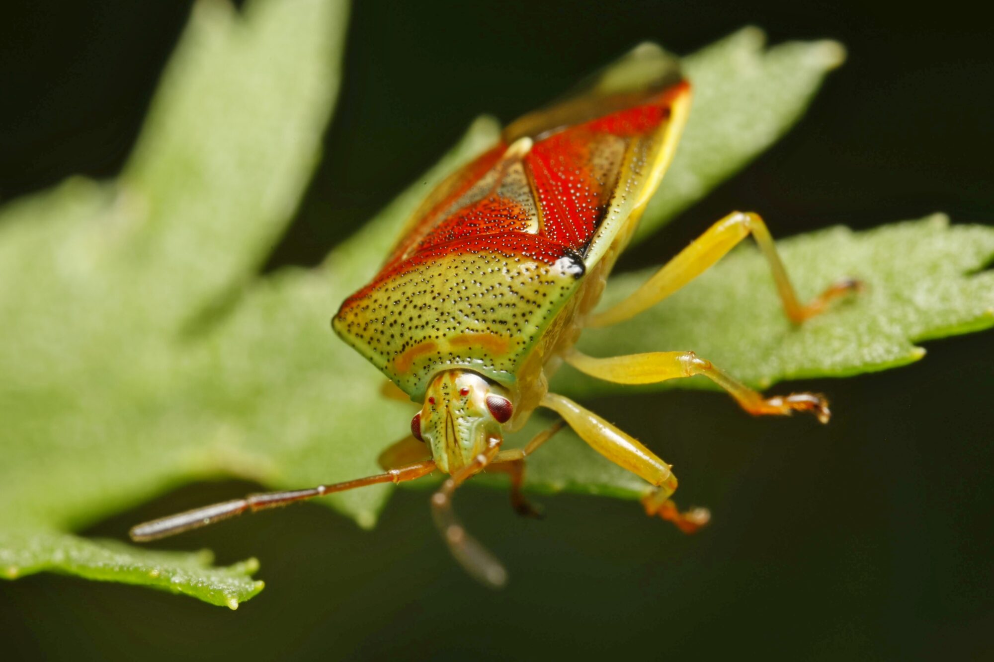 Valokuvaaja: TOMMI KUJALA