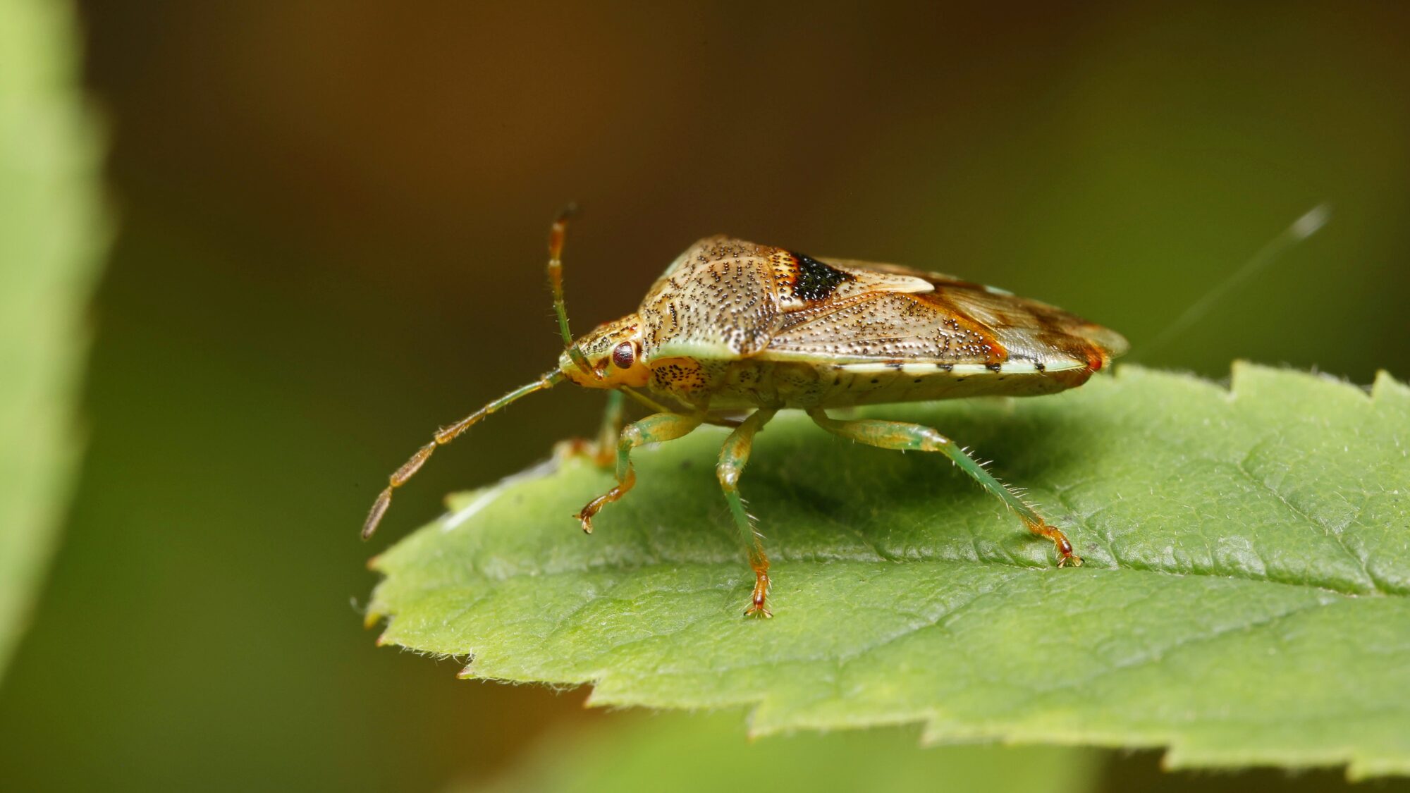 Valokuvaaja: TOMMI KUJALA
