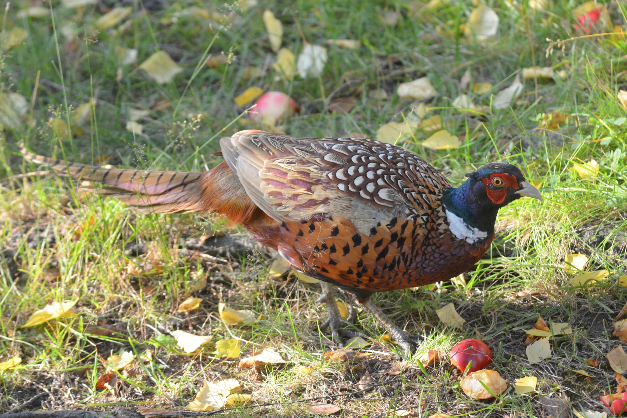 Valokuvaaja: Kaarlo Asikainen