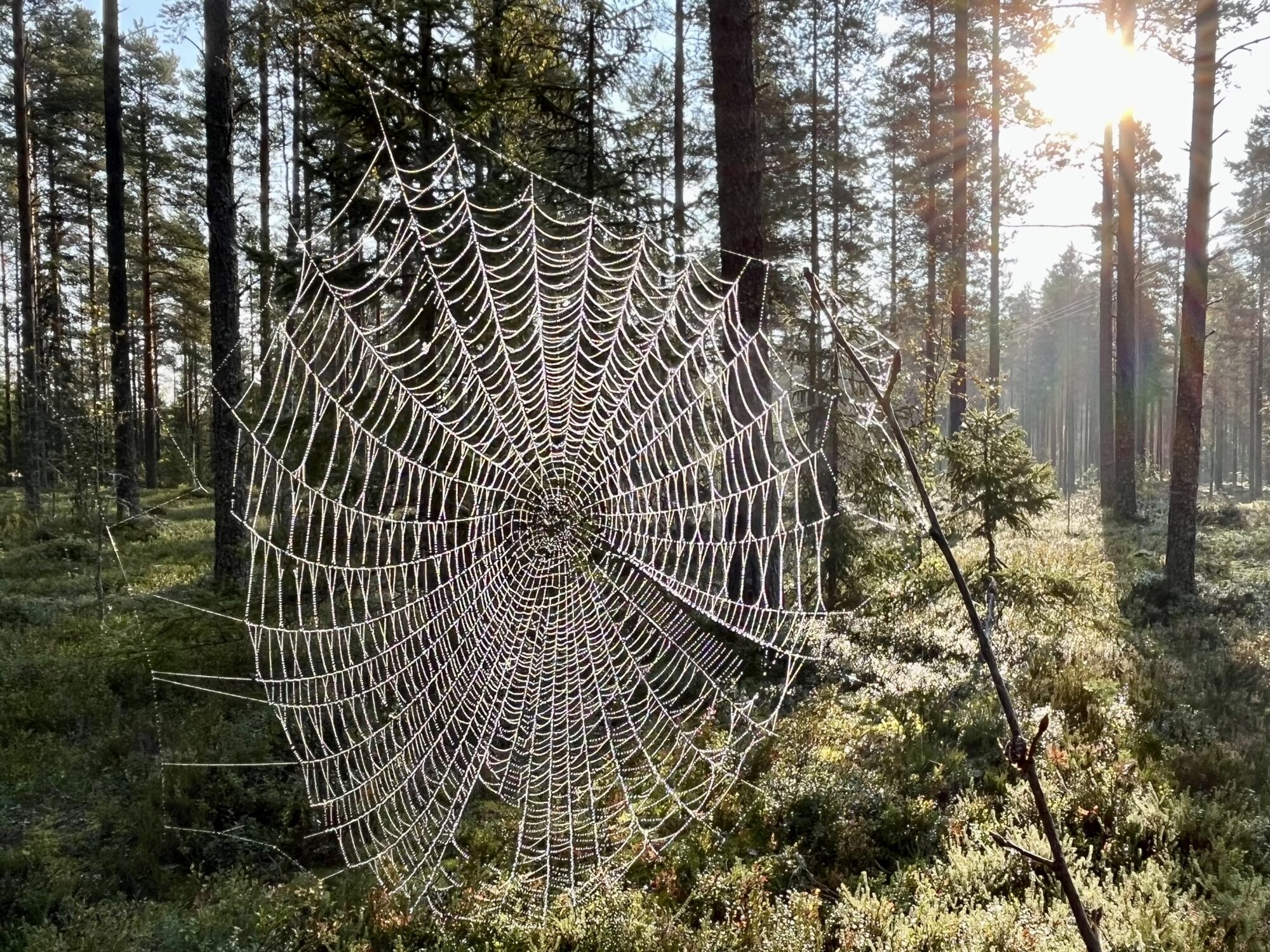 Valokuvaaja: Tuukka Pahtamaa Valokuvaaja: Tuukka Pahtamaa