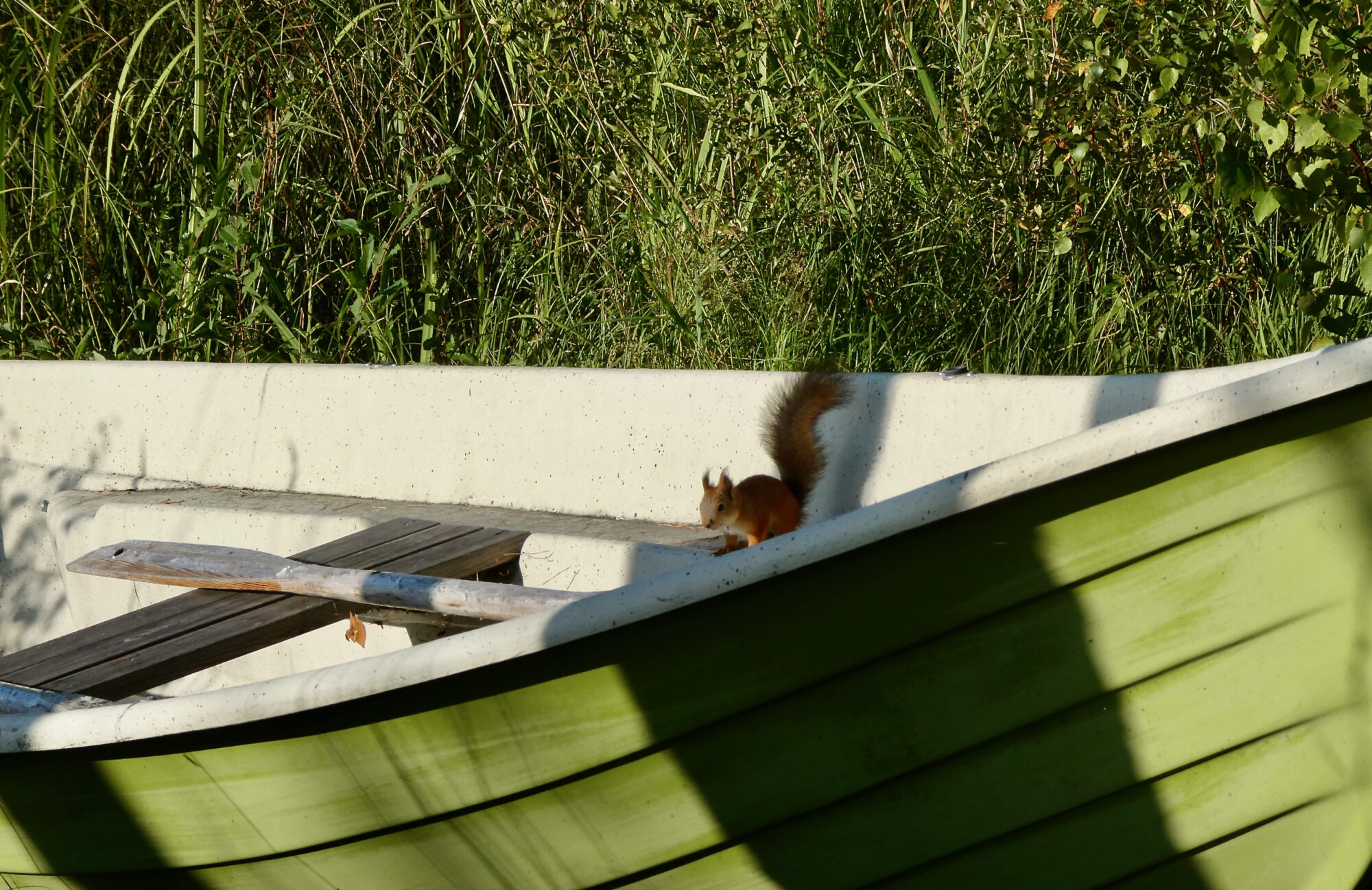 Valokuvaaja: Liisa Niiva-Korpela