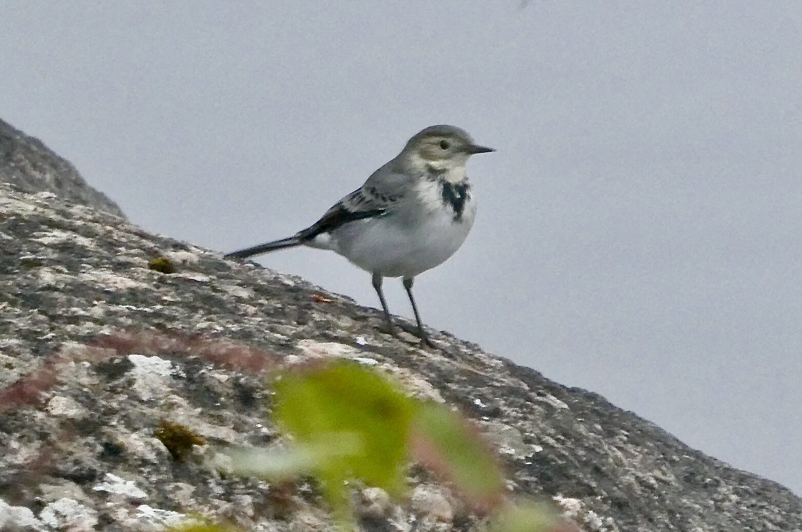 Valokuvaaja: Liisa Niiva-Korpela