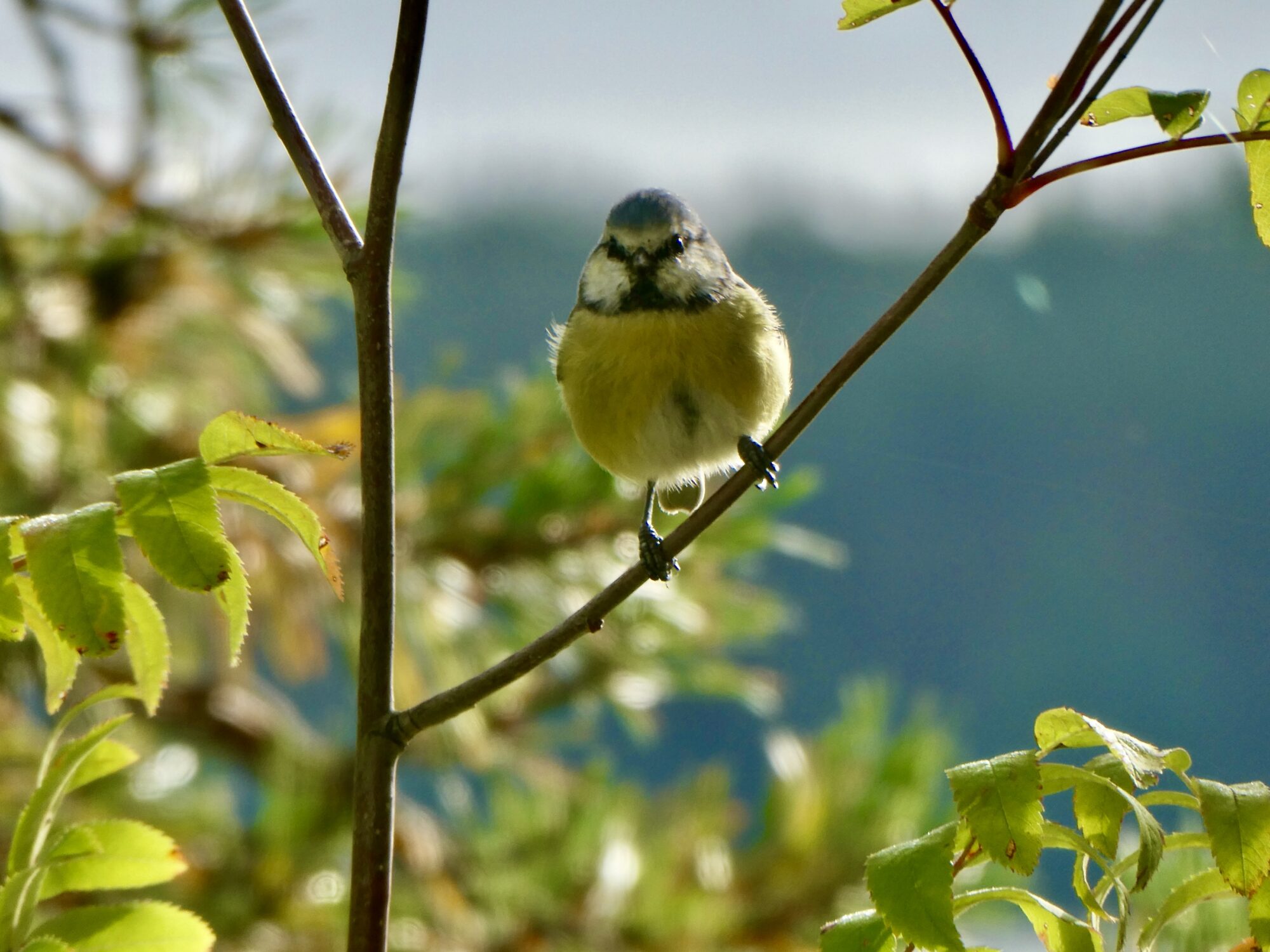 Valokuvaaja: Liisa Niiva-Korpela