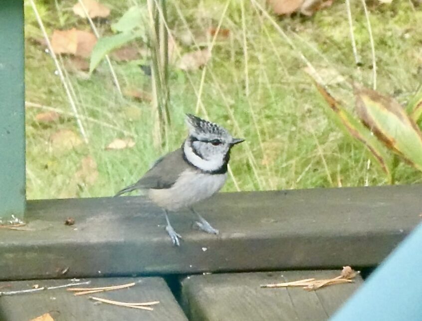 Valokuvaaja: Liisa Niiva-Korpela