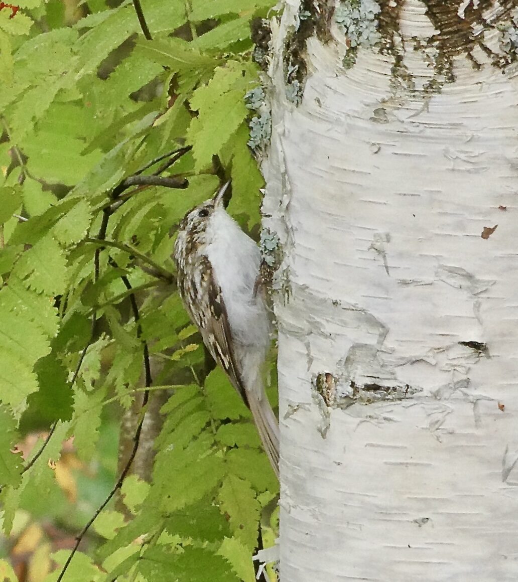 Valokuvaaja: Liisa Niiva-Korpela