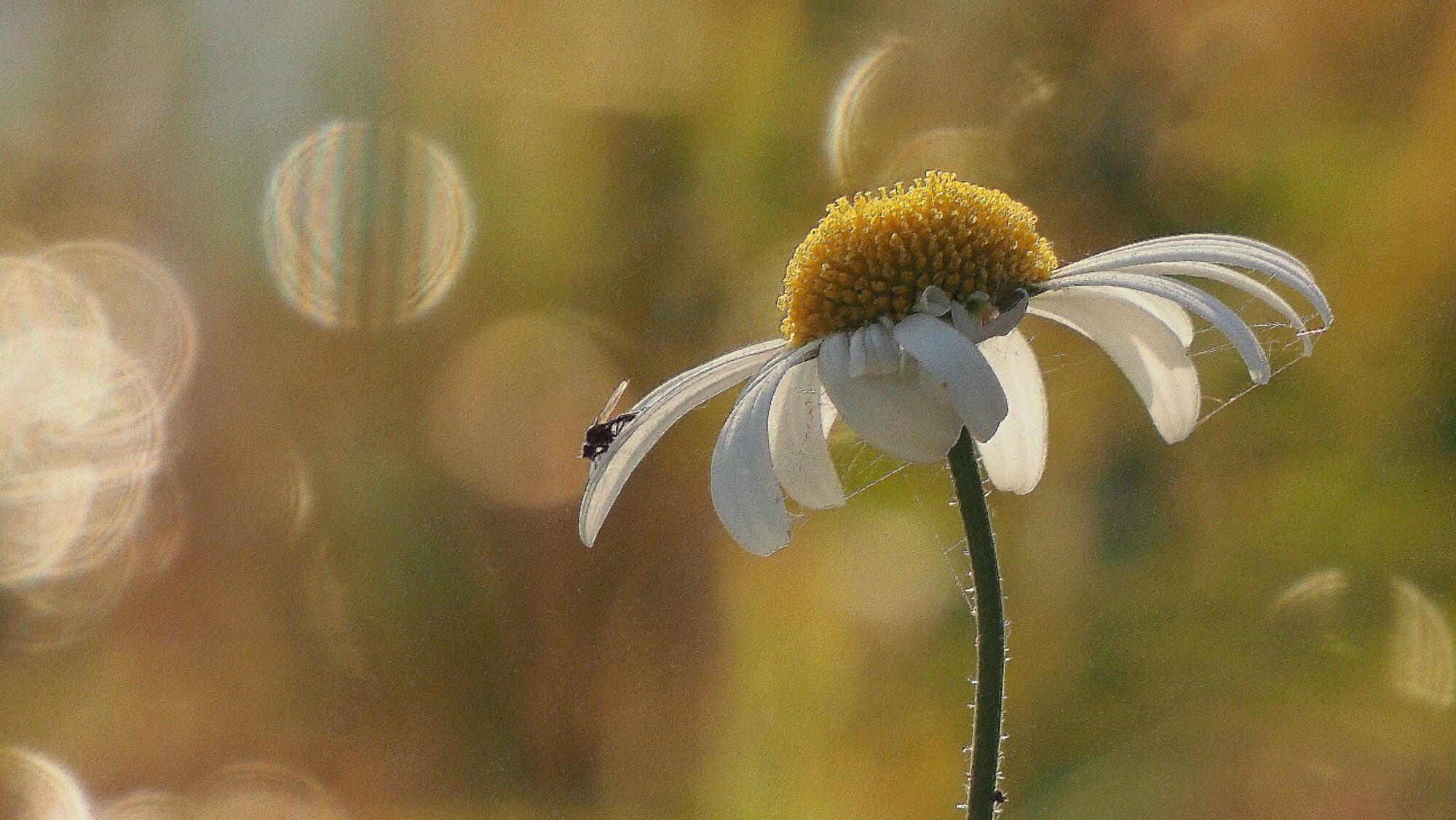 Valokuvaaja: Arja Valtonen