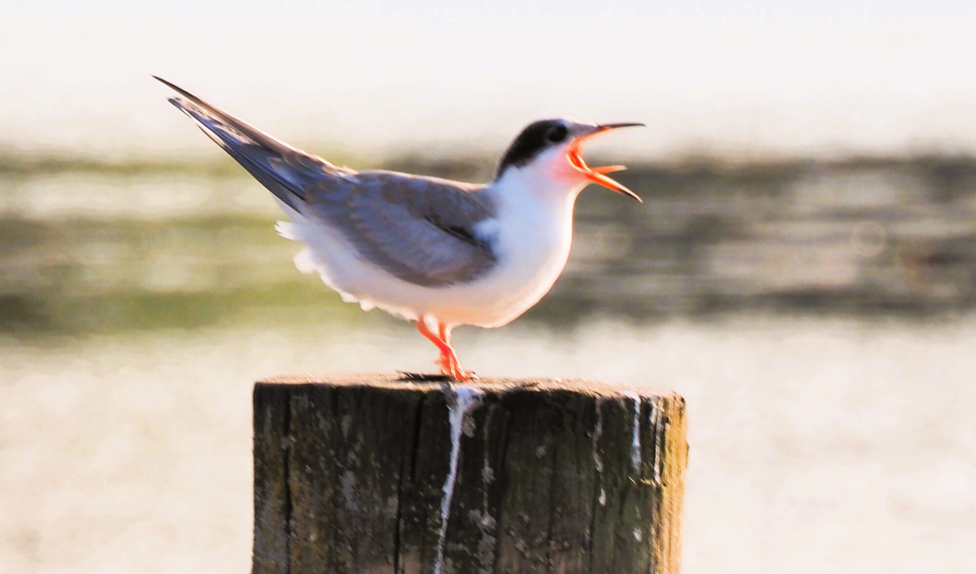 Valokuvaaja: Arja Valtonen