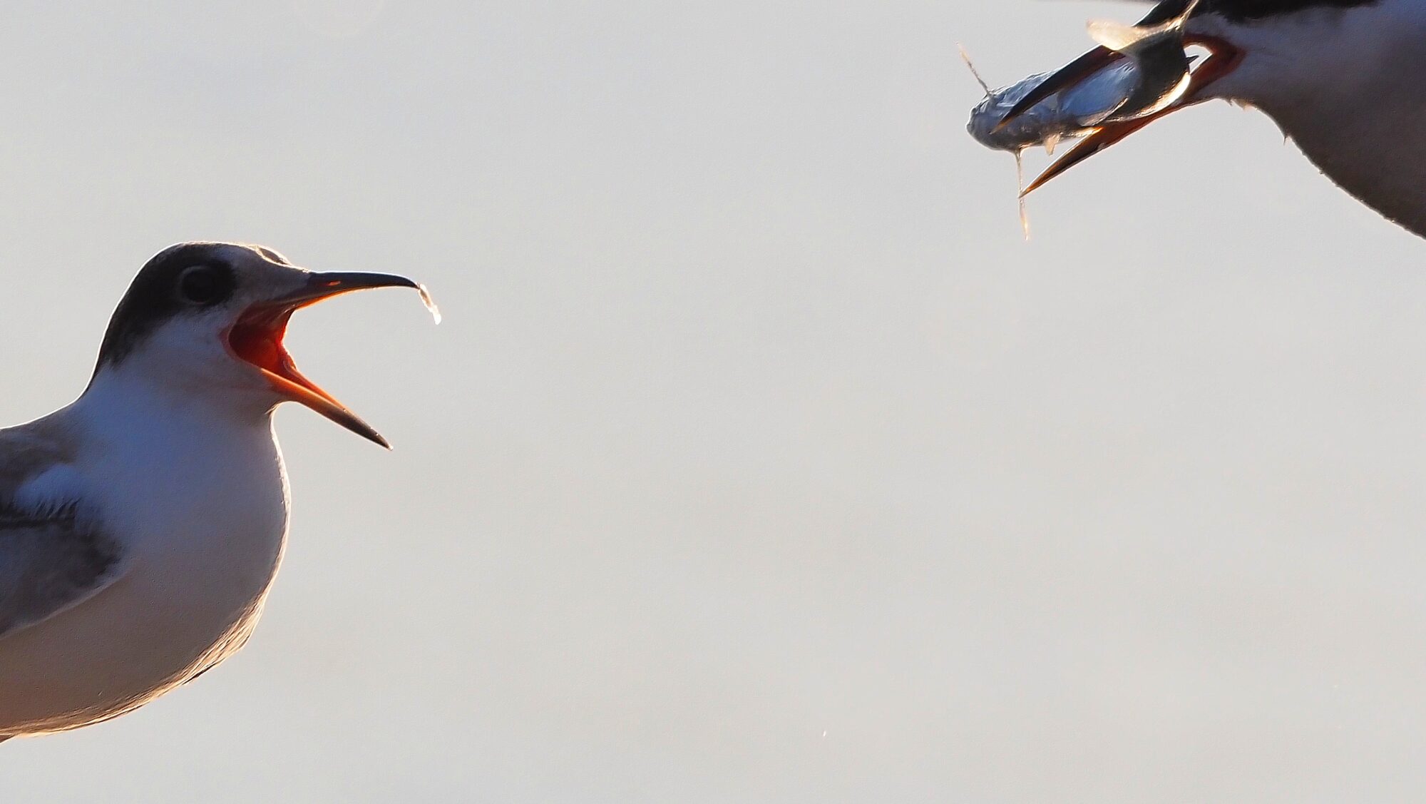 Valokuvaaja: Arja Valtonen