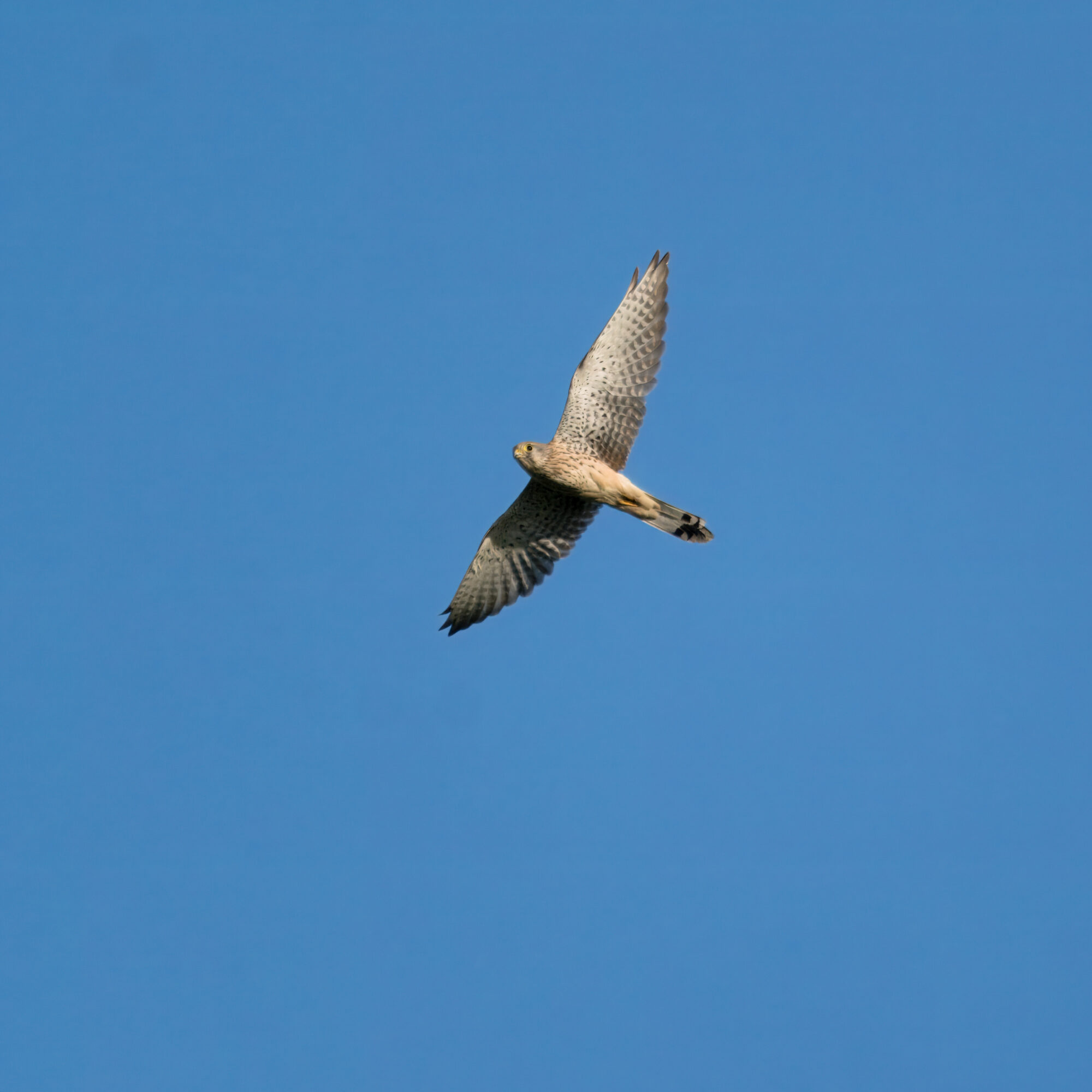 Valokuvaaja: Jarmo Lindqvist