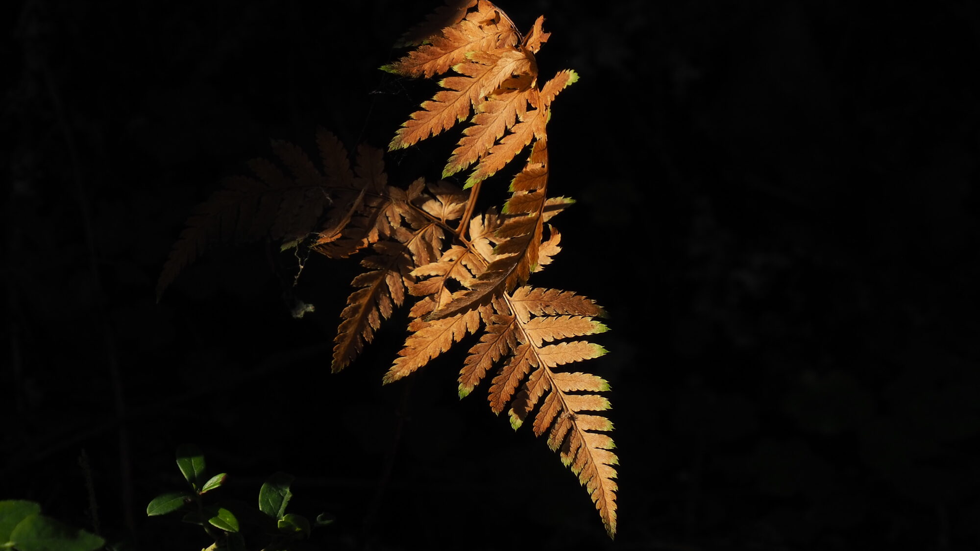 Valokuvaaja: Martti Valtonen