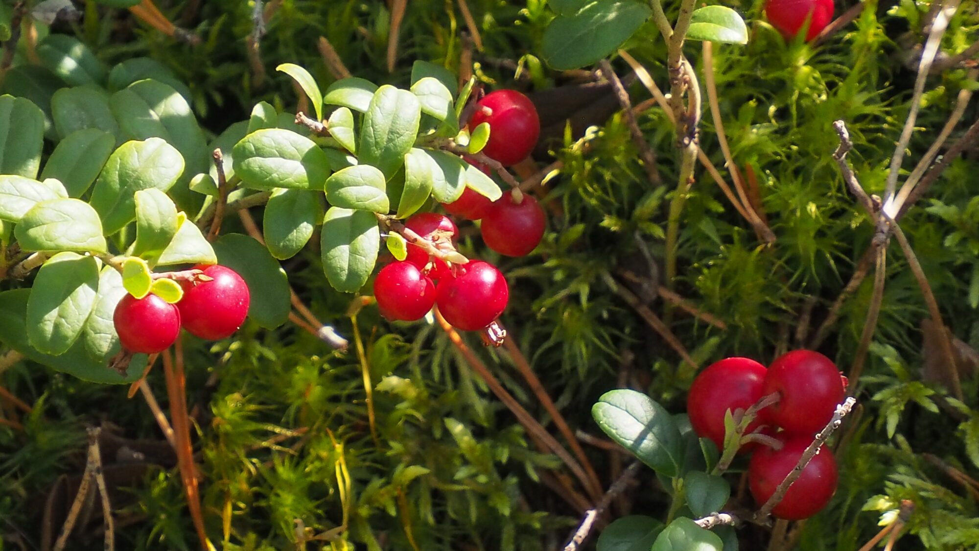 Valokuvaaja: Martti Valtonen