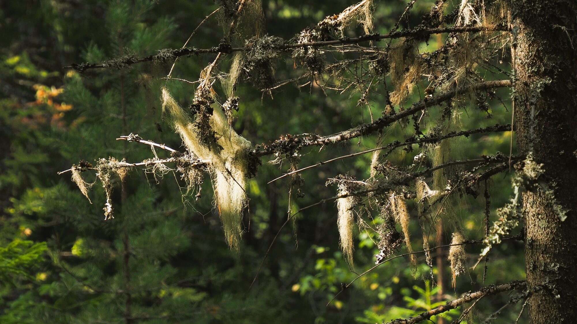 Valokuvaaja: Martti Valtonen Valokuvaaja: Martti Valtonen