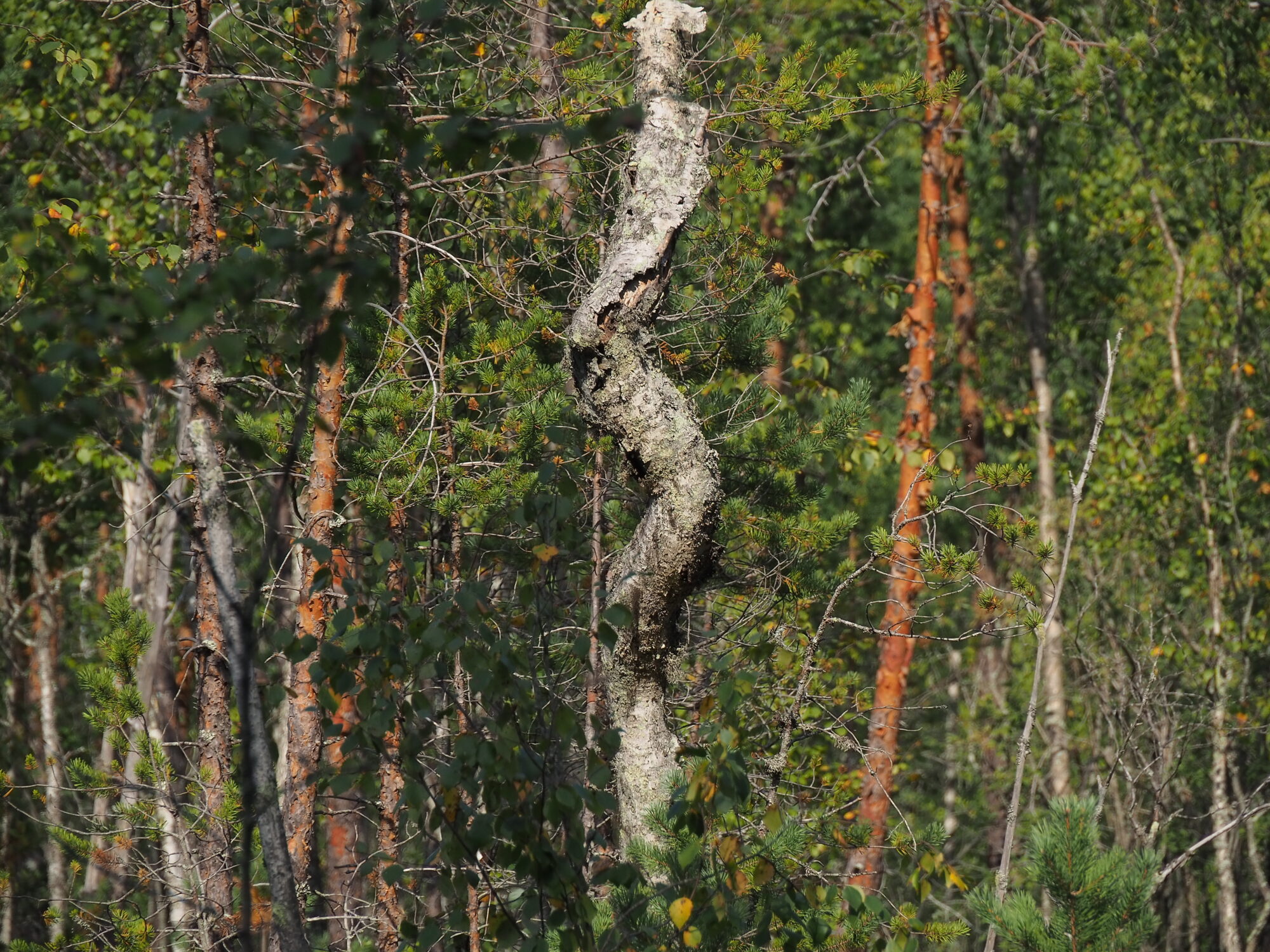 Valokuvaaja: Martti Valtonen